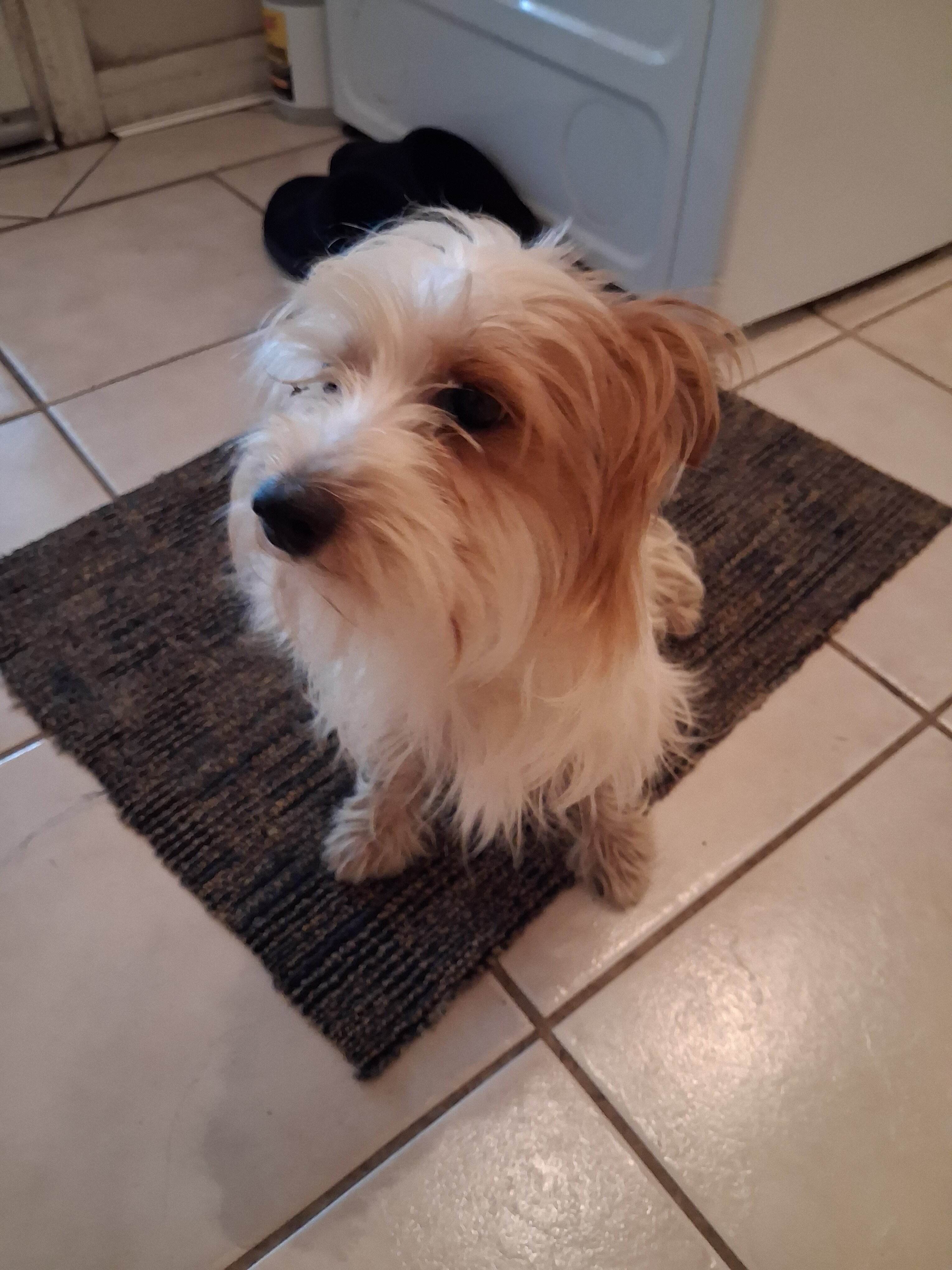 Dog image 2