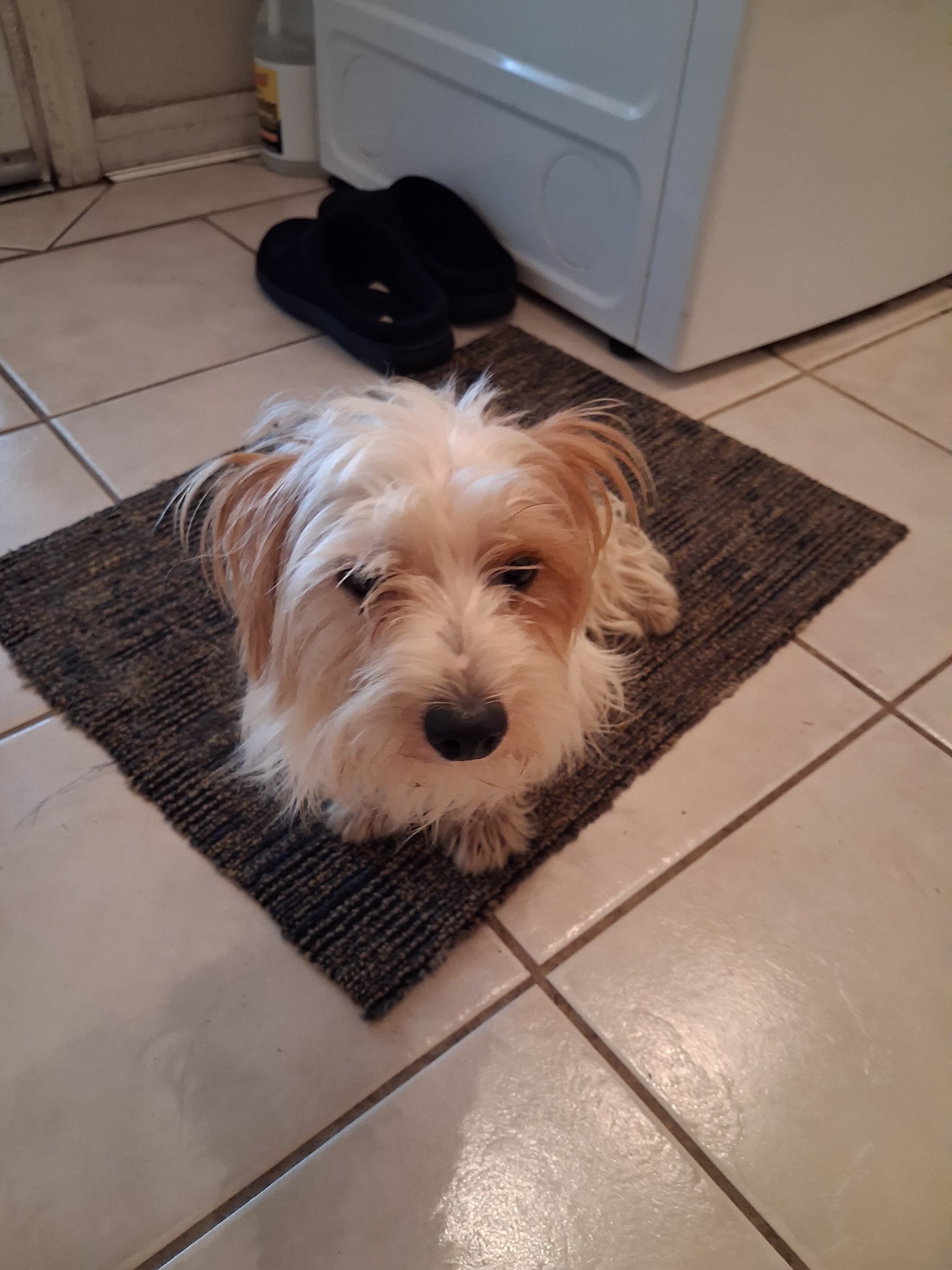 Dog image 1