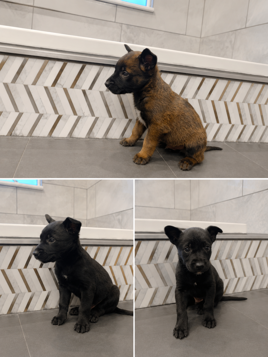 Belgian Malinois Puppies for Sale-male and female image 2
