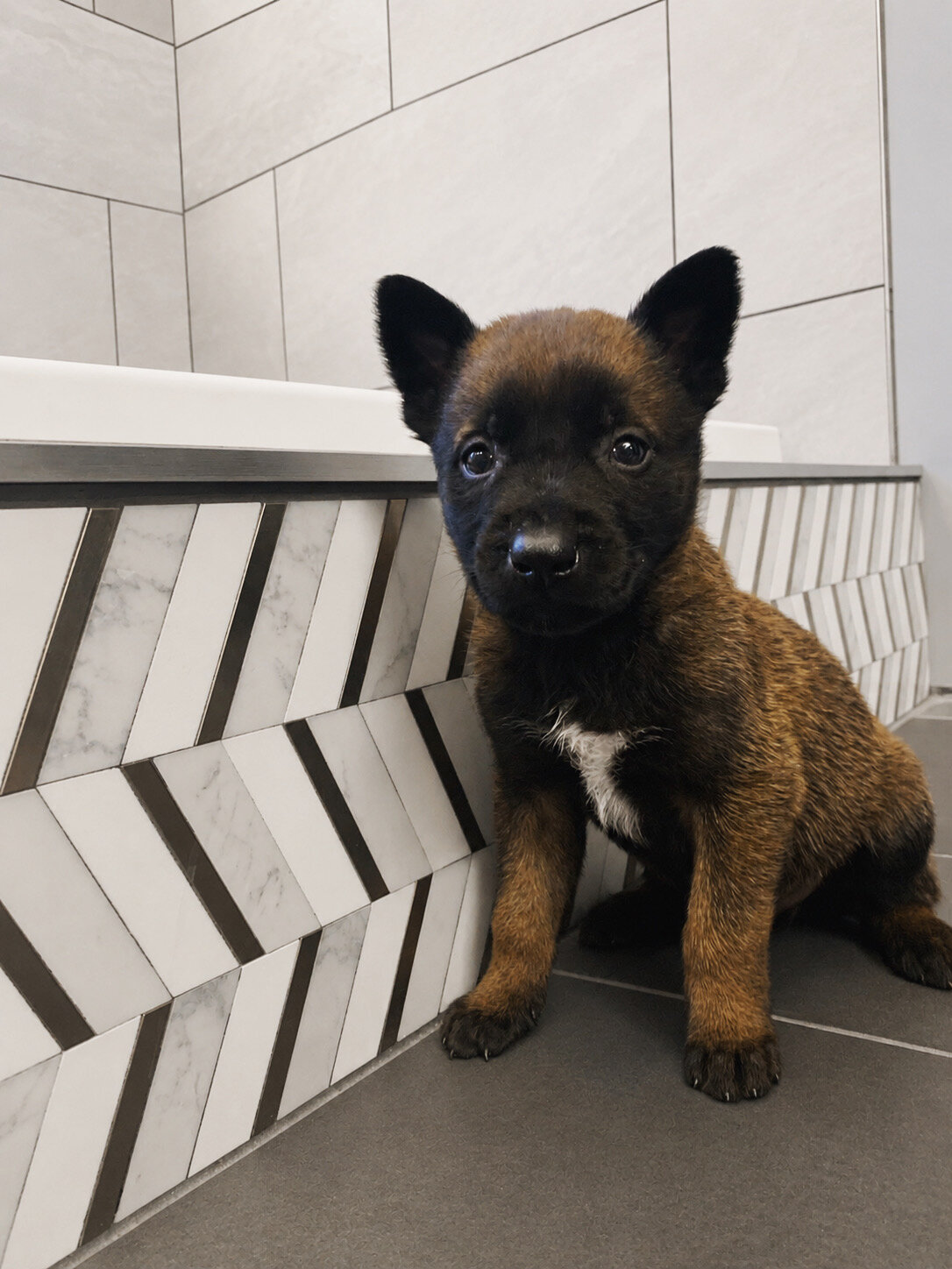Belgian Malinois Puppies for Sale-male and female image 1