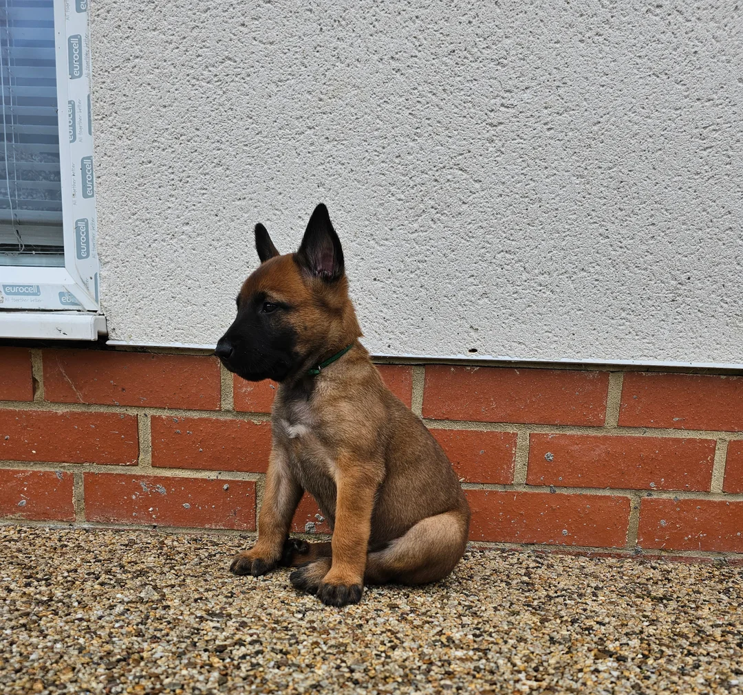 Belgian Malinois image 1