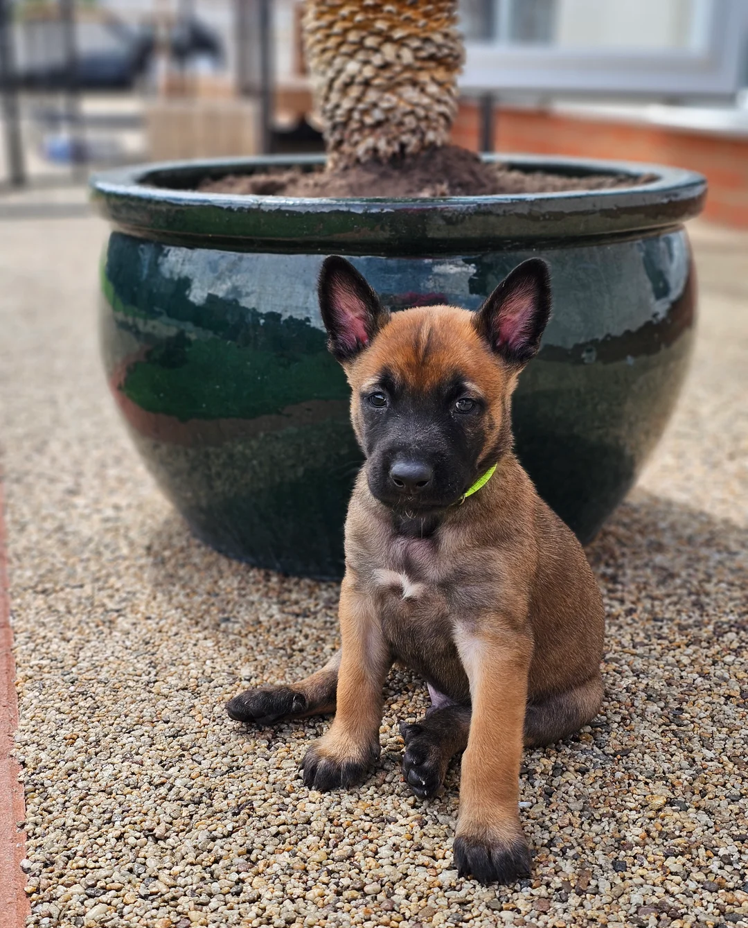 Belgian Malinois image 2