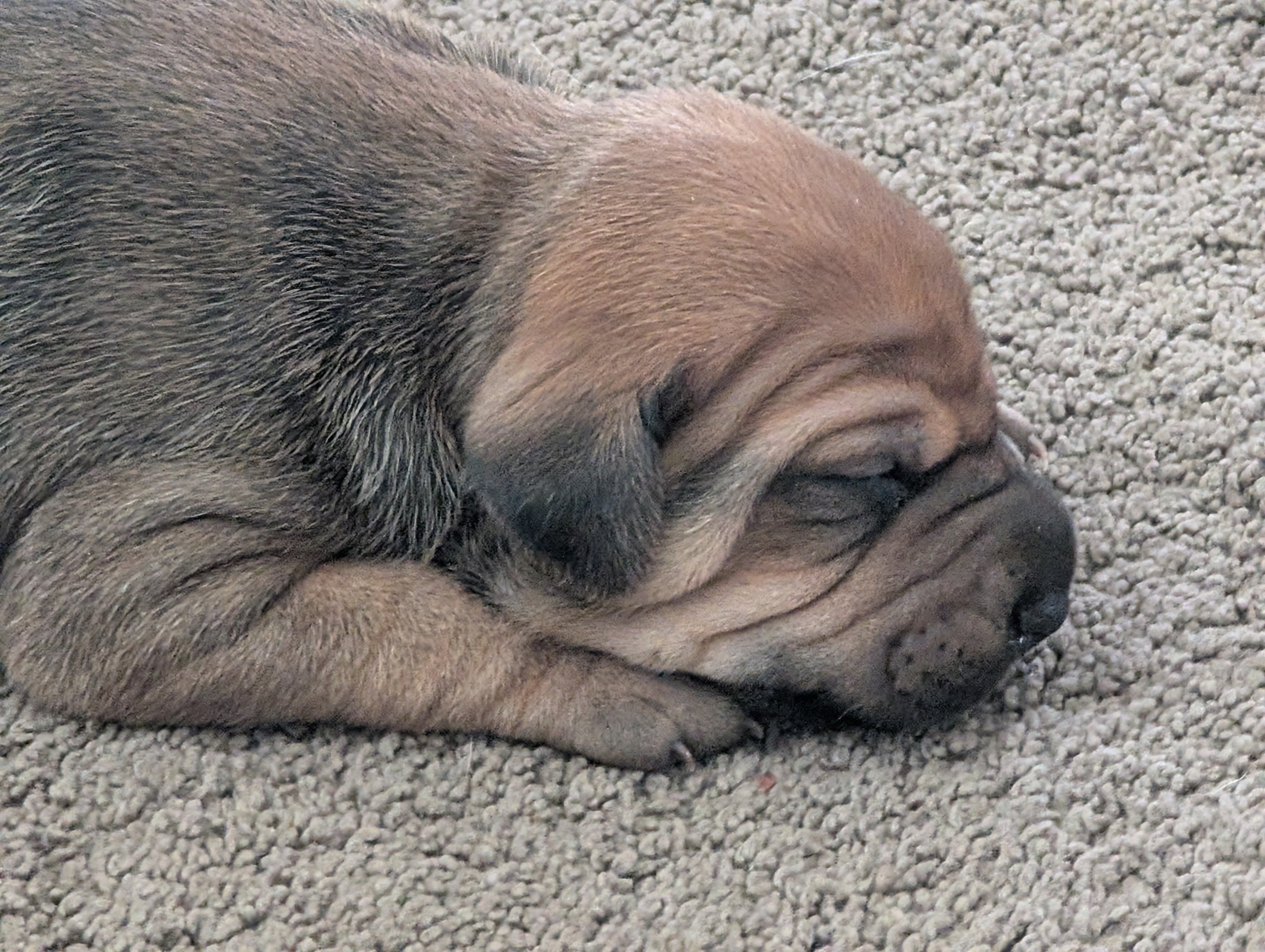 Lab Pei Puppies image 2
