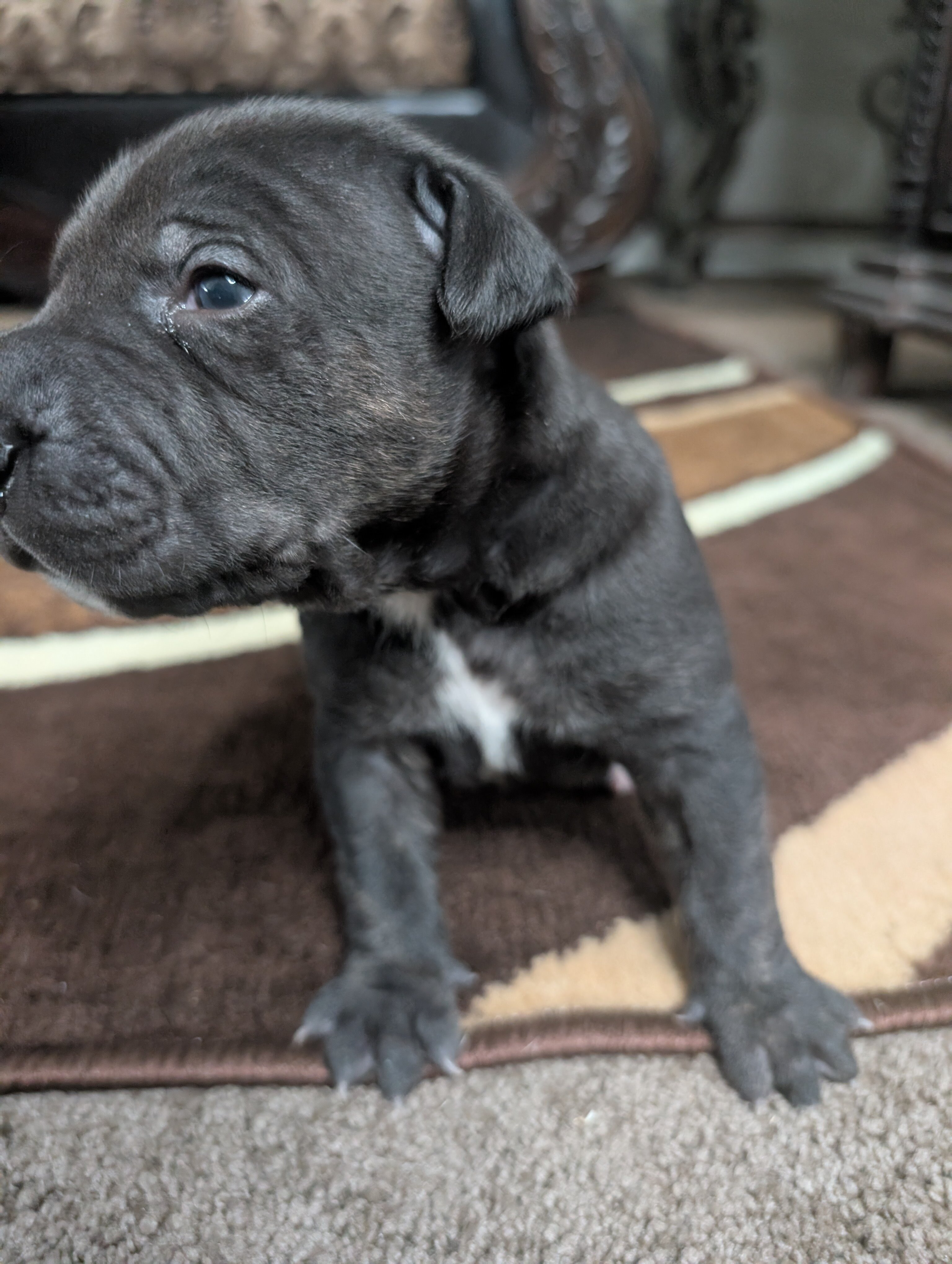 Lab Pei Puppies image 1