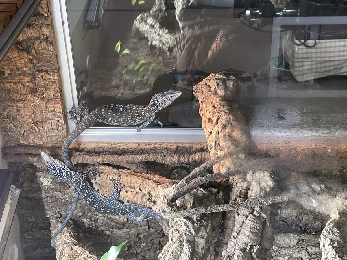 A pair of blue tree monitors image 1