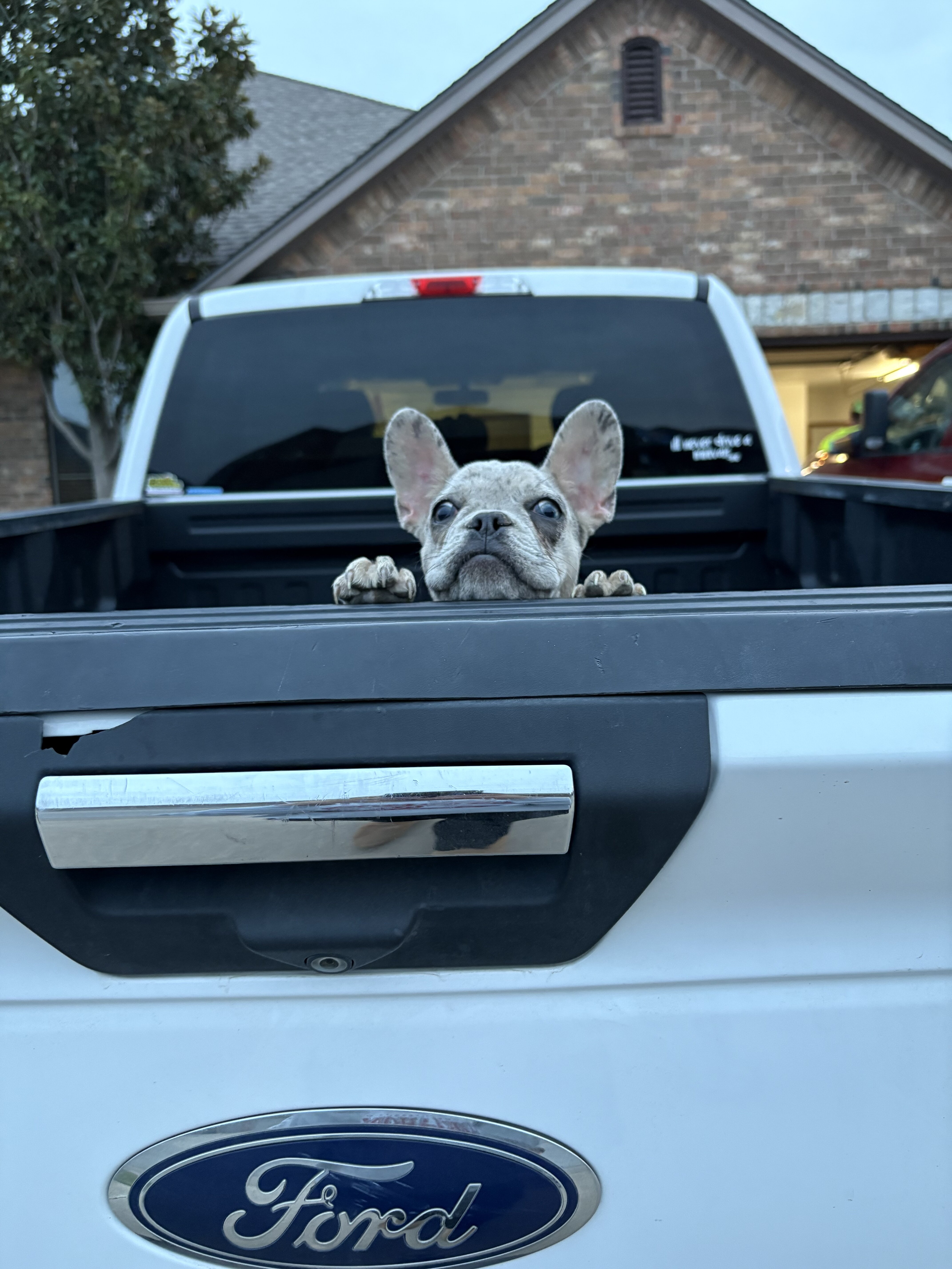 French bulldog Merle image 2