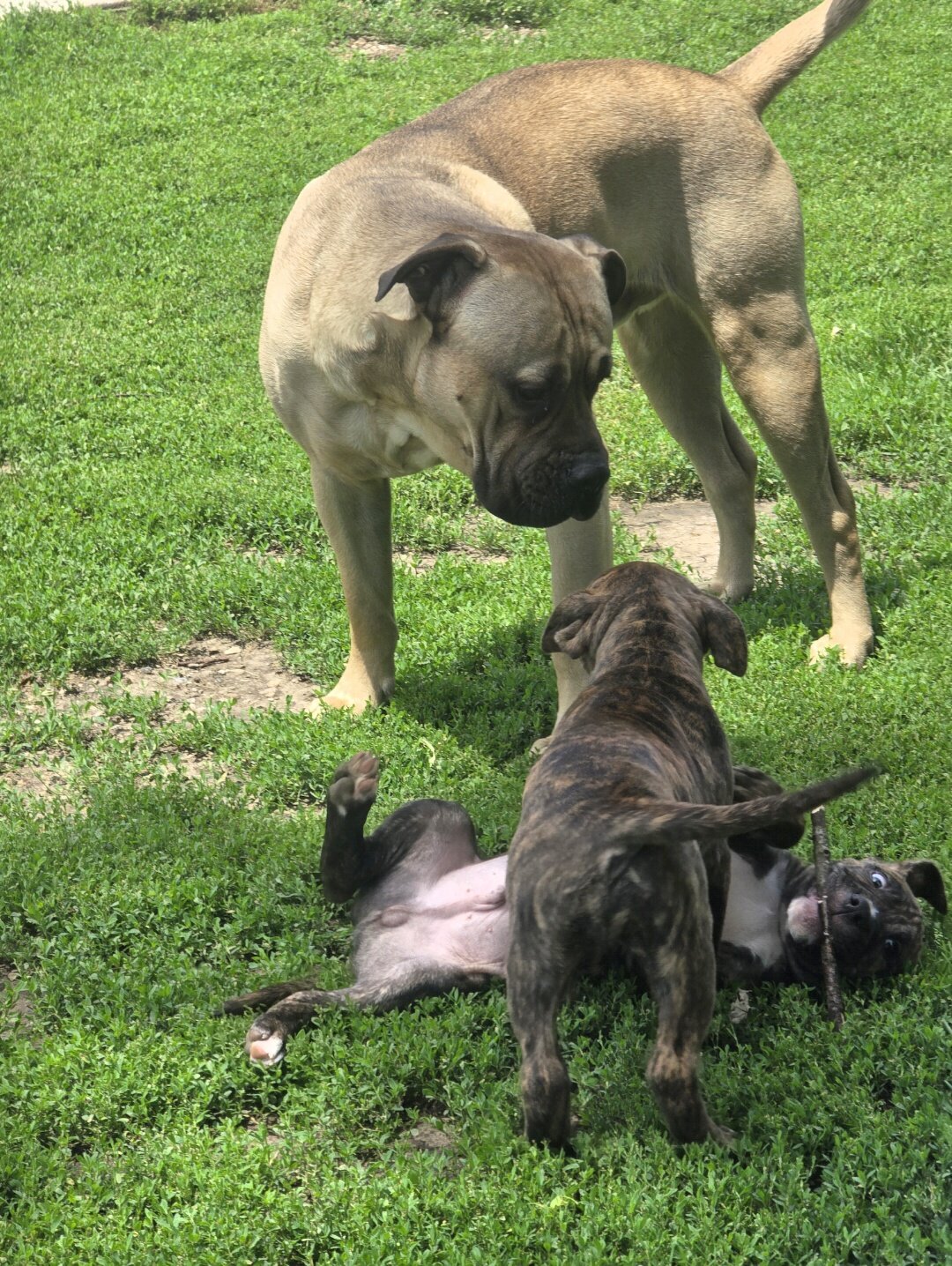Cane Corso/ Pit Bull Pup mix- 9 weeks image 1