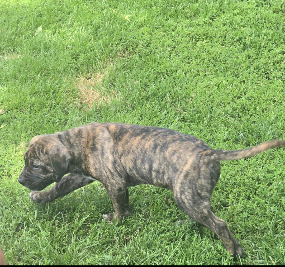 Cane Corso/ Pit Bull Pup mix- 9 weeks image 2