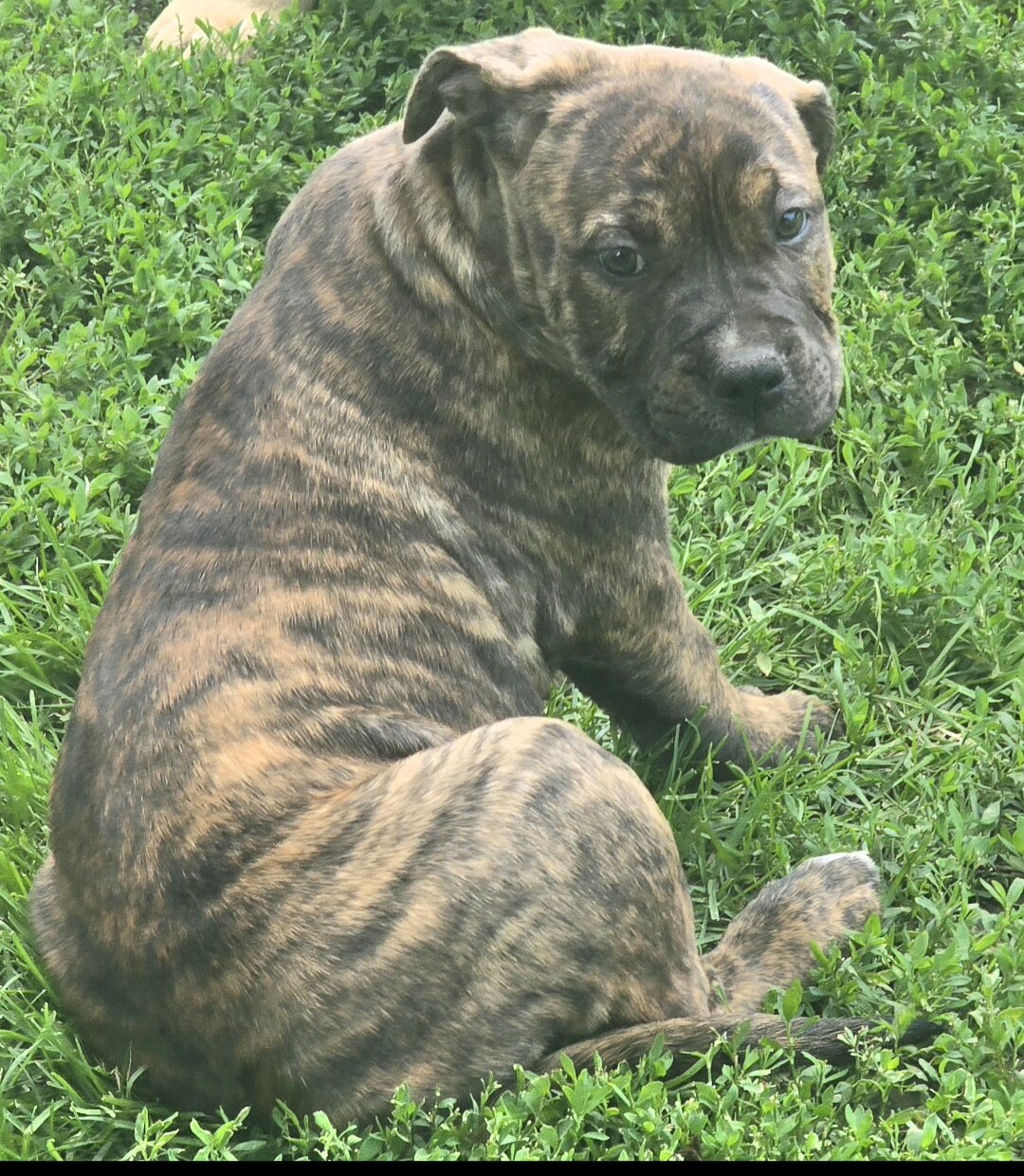 Cane Corso/ Pit Bull Pup mix- 9 weeks image 3