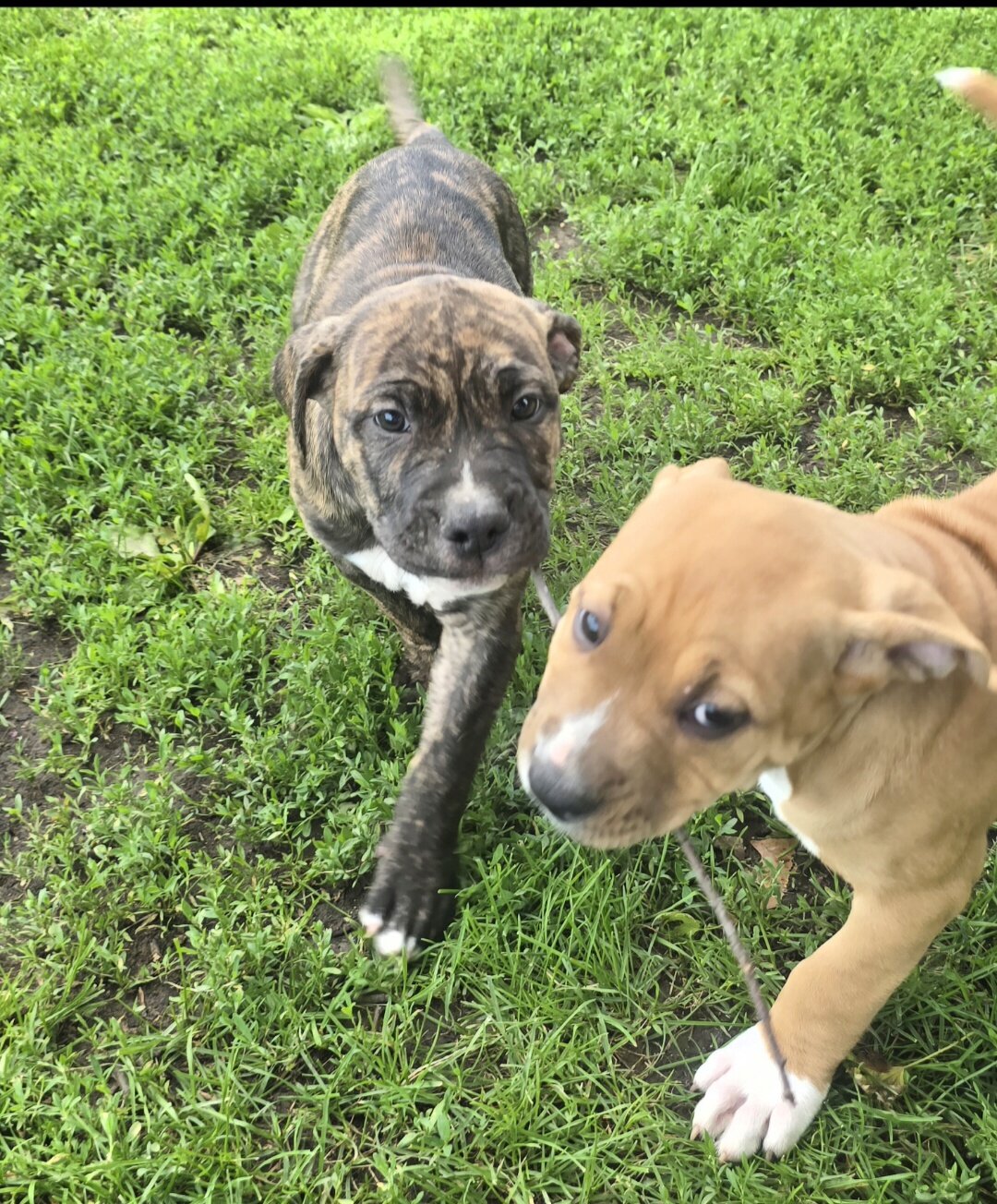 Cane Corso/ Pit Bull Pup mix- 9 weeks image 4