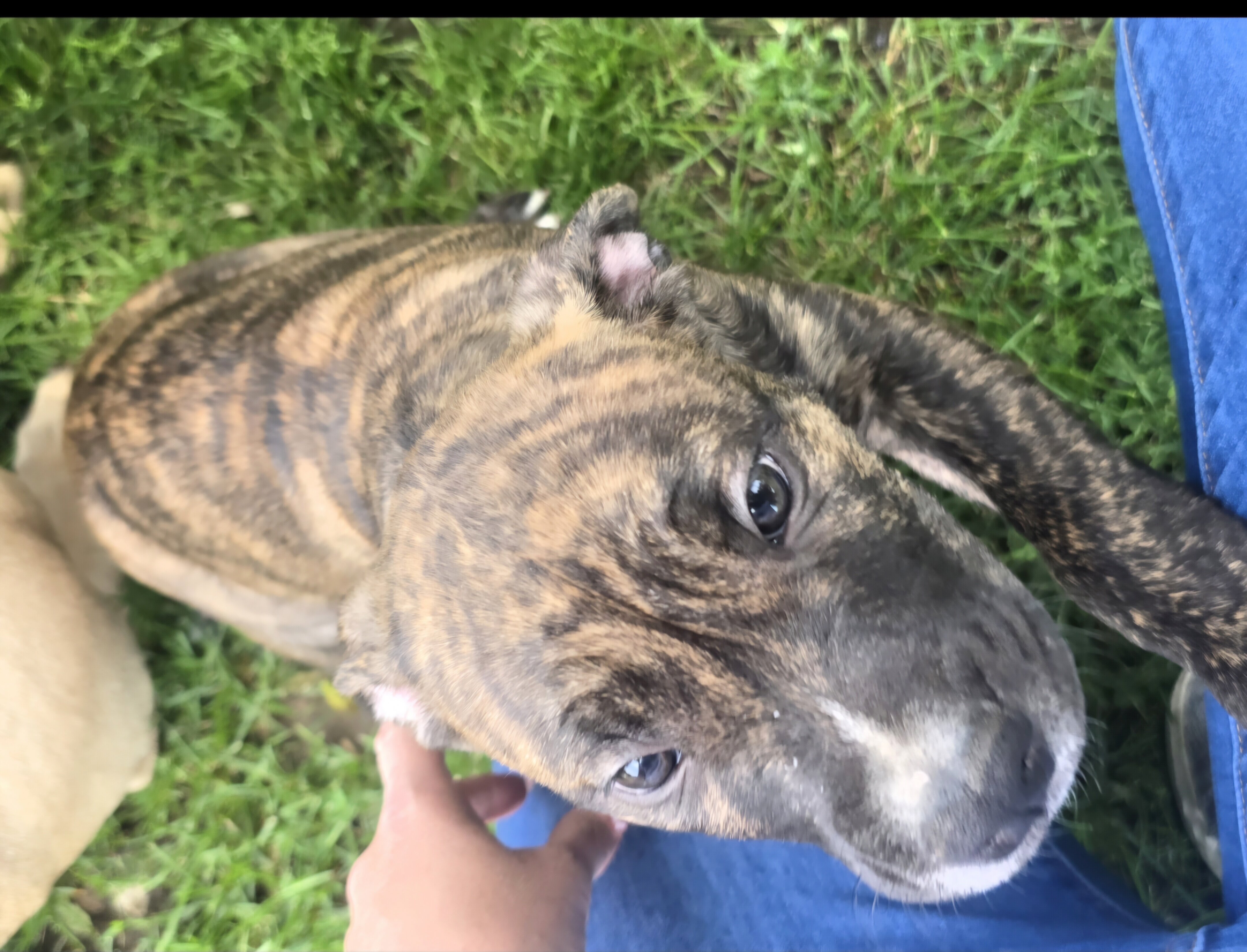 Cane Corso/ Pit Bull Pup mix- 9 weeks image 5