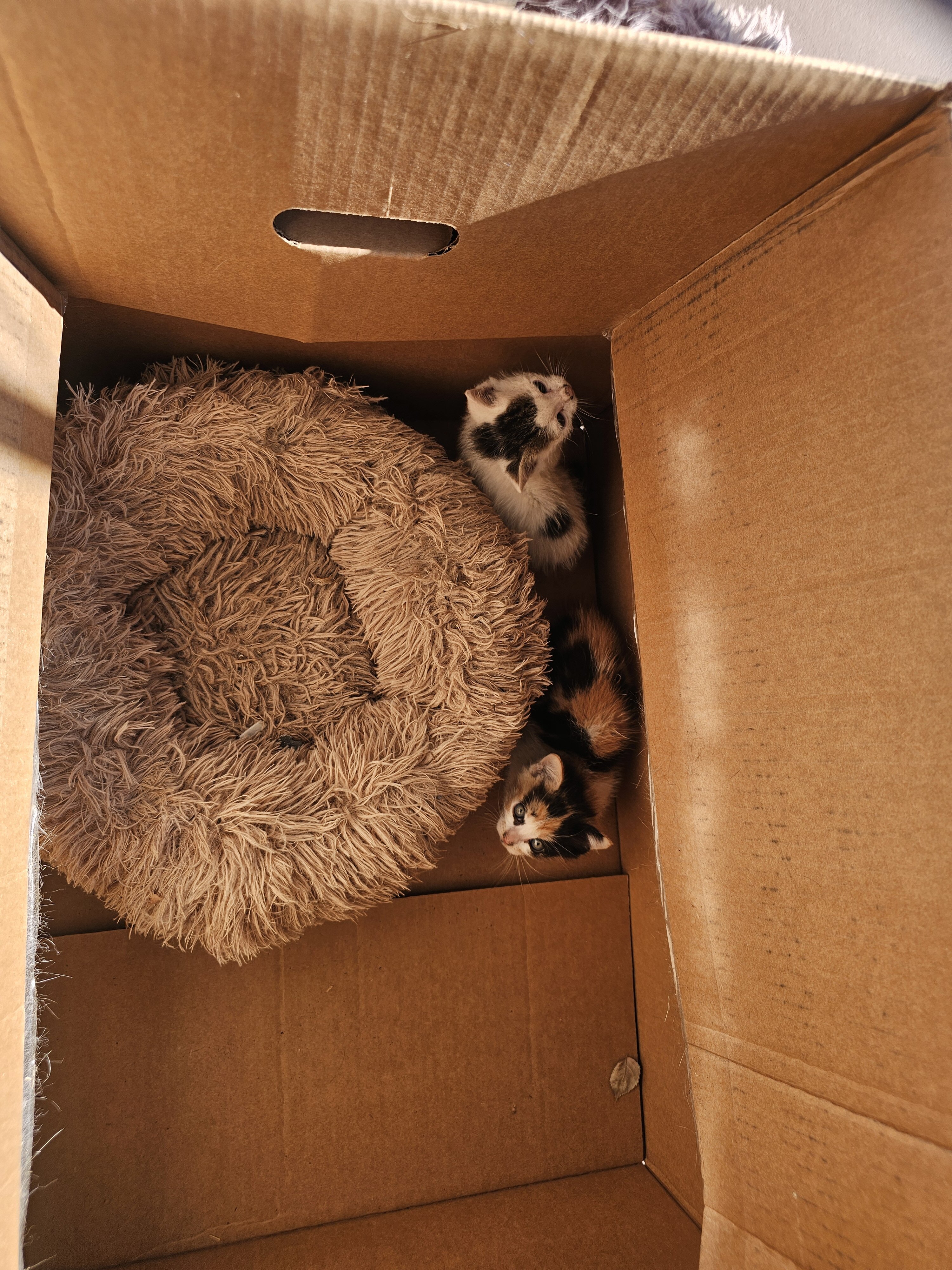 Kitten image 1
