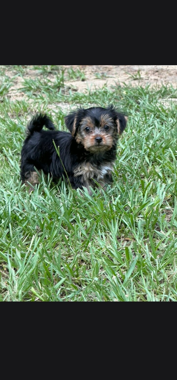 Yorkshire Terrier male image 1