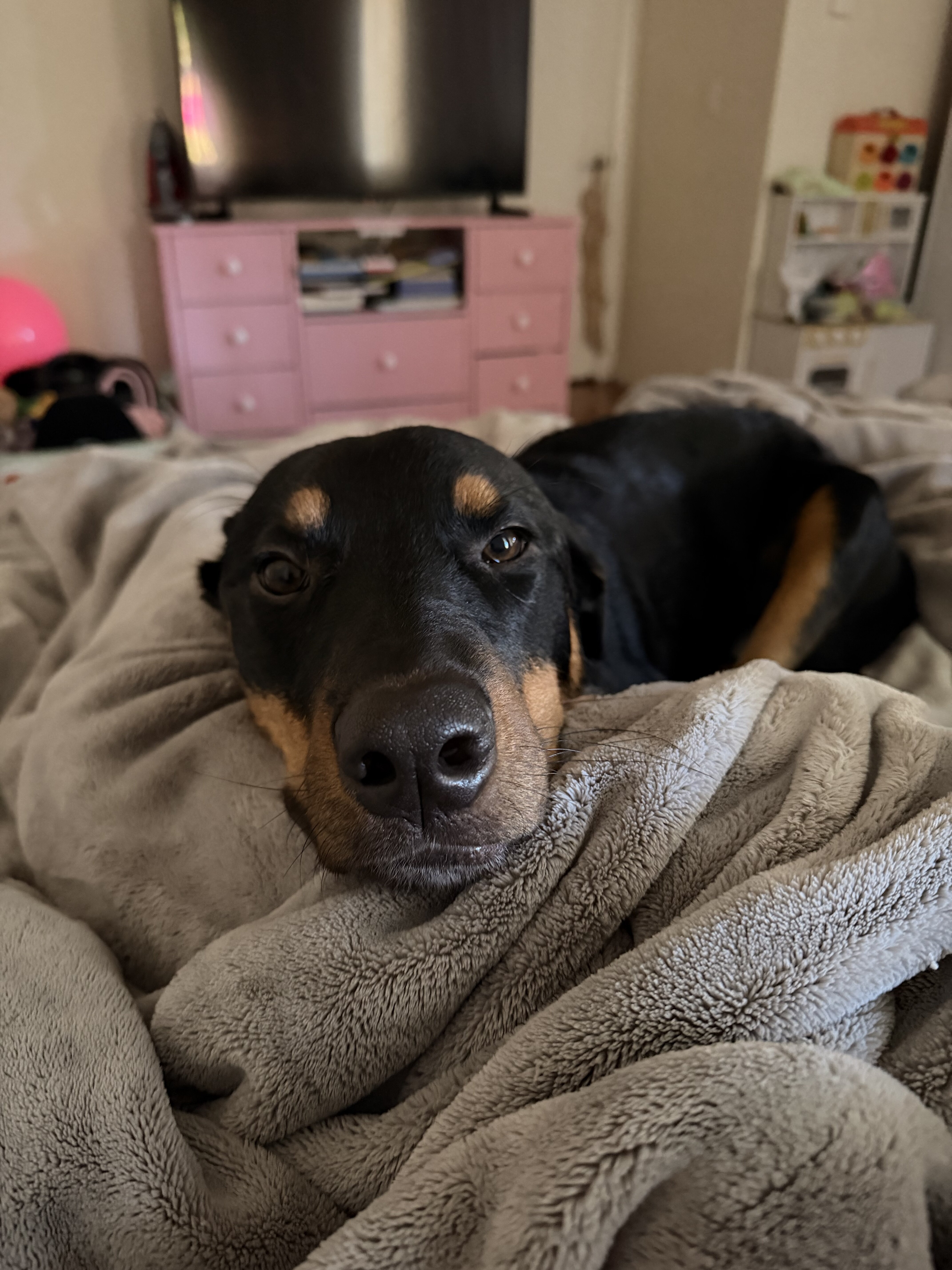 Puppy 1yr old image 1