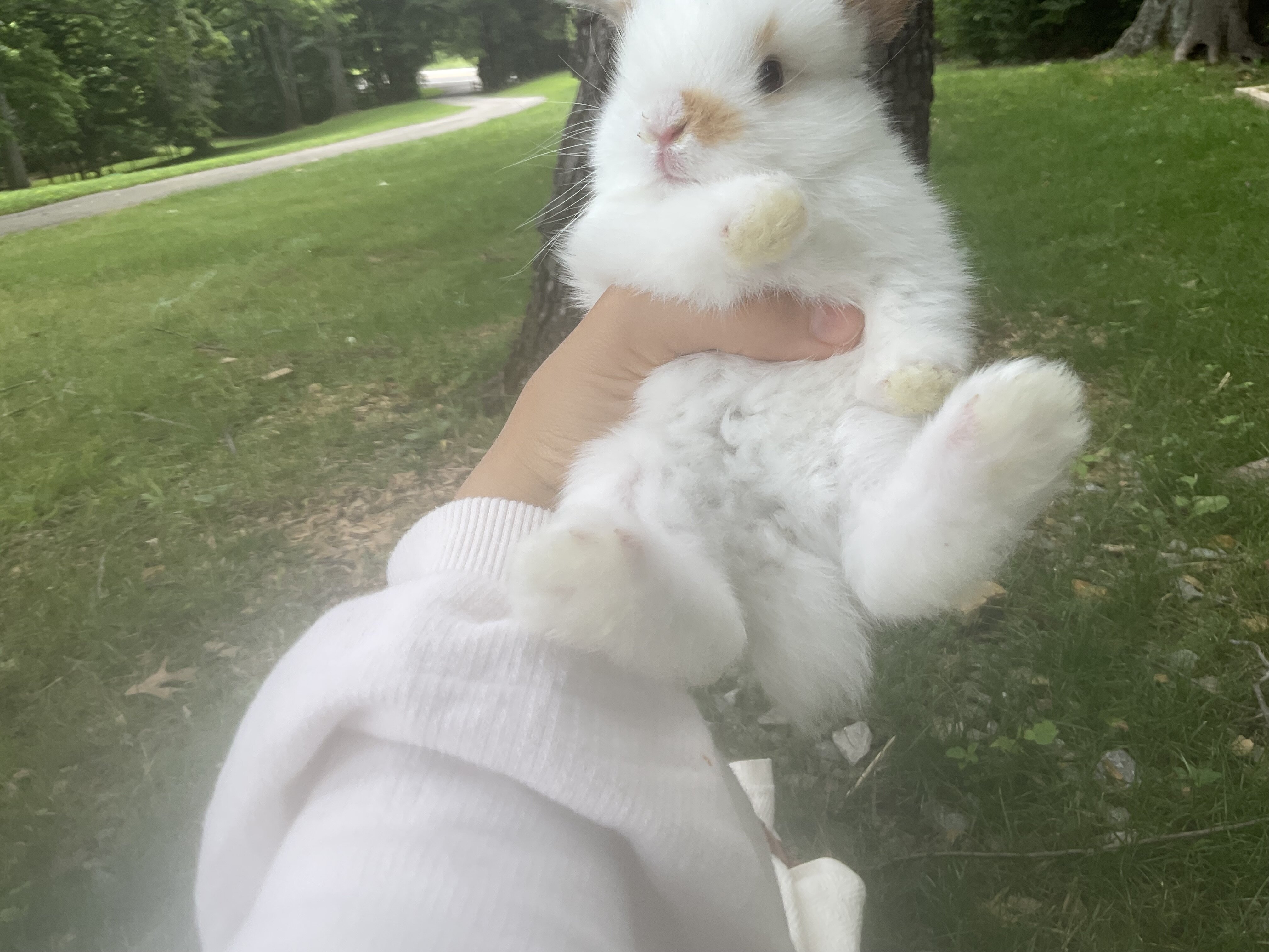 Pure bred holland lop bunny, Mango image 2