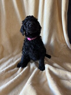 Goldendoodle Puppies image 7