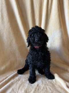 Goldendoodle Puppies image 6