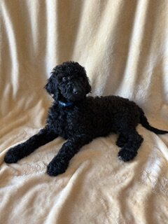 Goldendoodle Puppies image 5