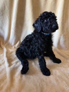Goldendoodle Puppies image 4