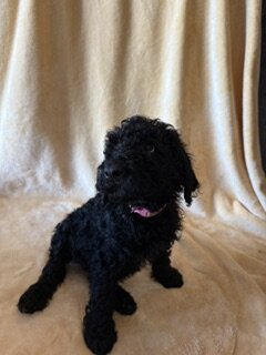 Goldendoodle Puppies image 3