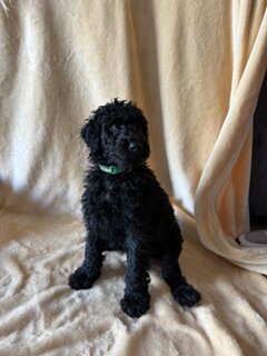 Goldendoodle Puppies image 2