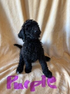Goldendoodle Puppies image 1