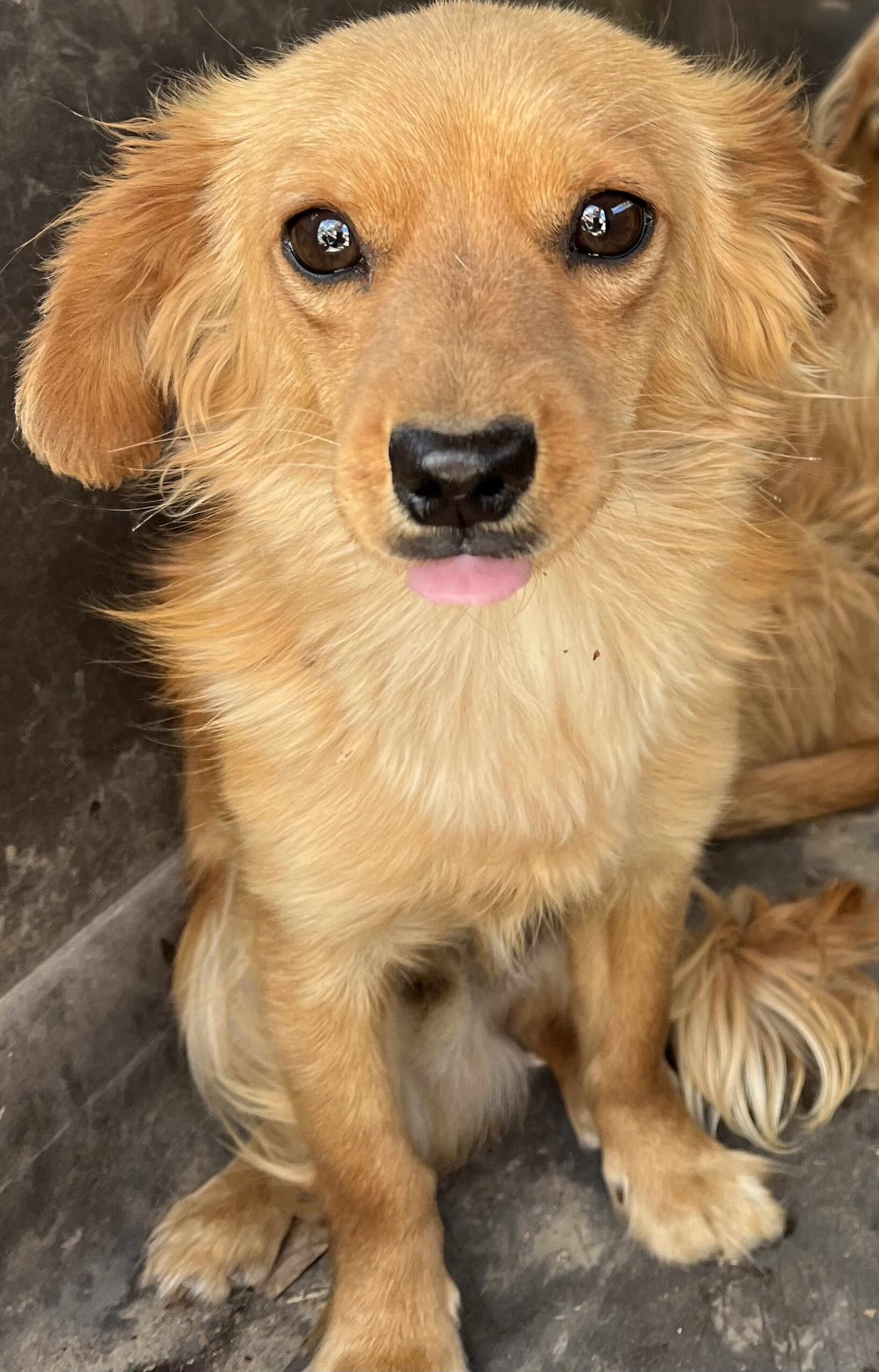 Dorkie (Daushund/Yorkie) image 1