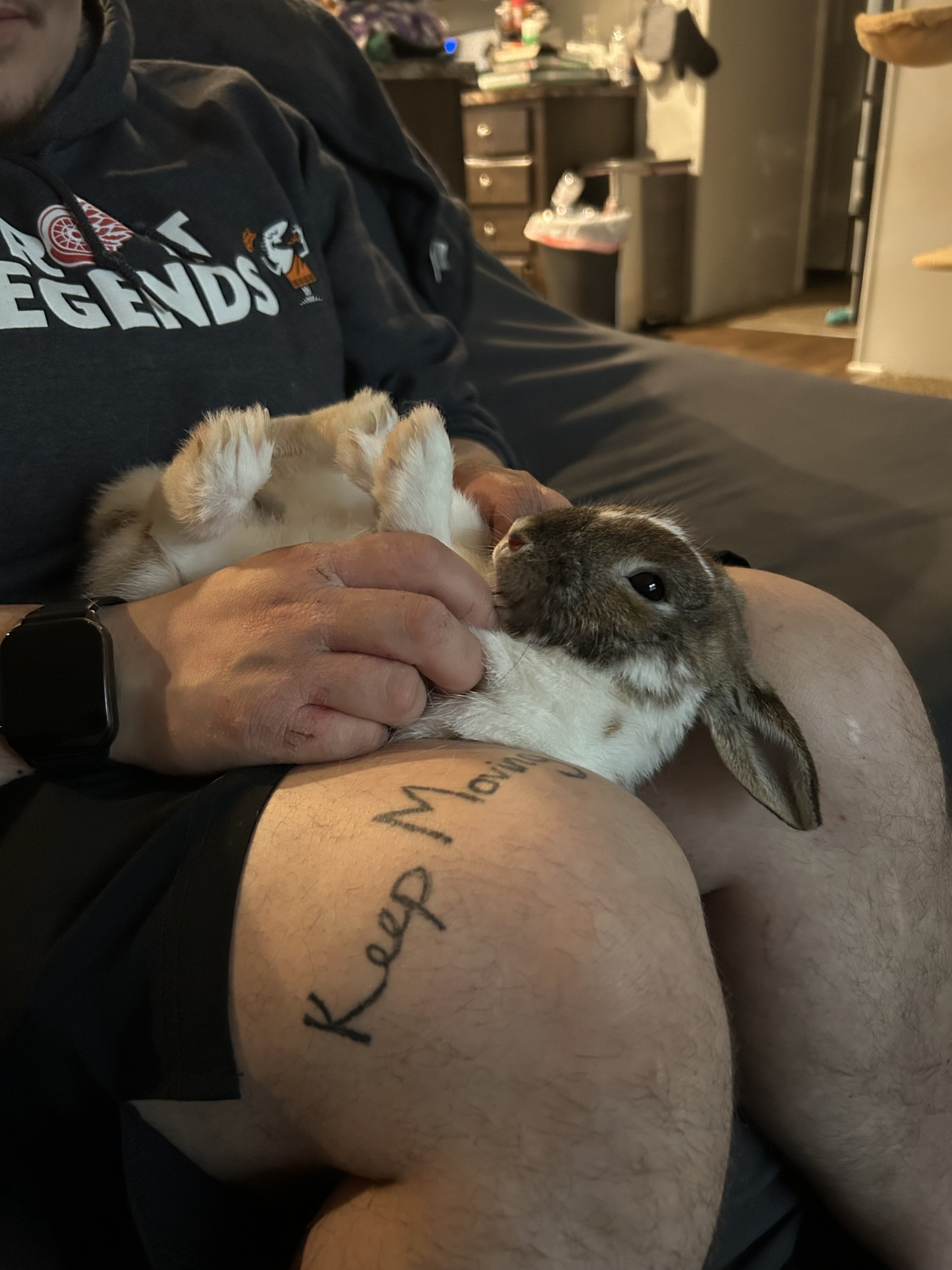 Dwarf Bunny image 1