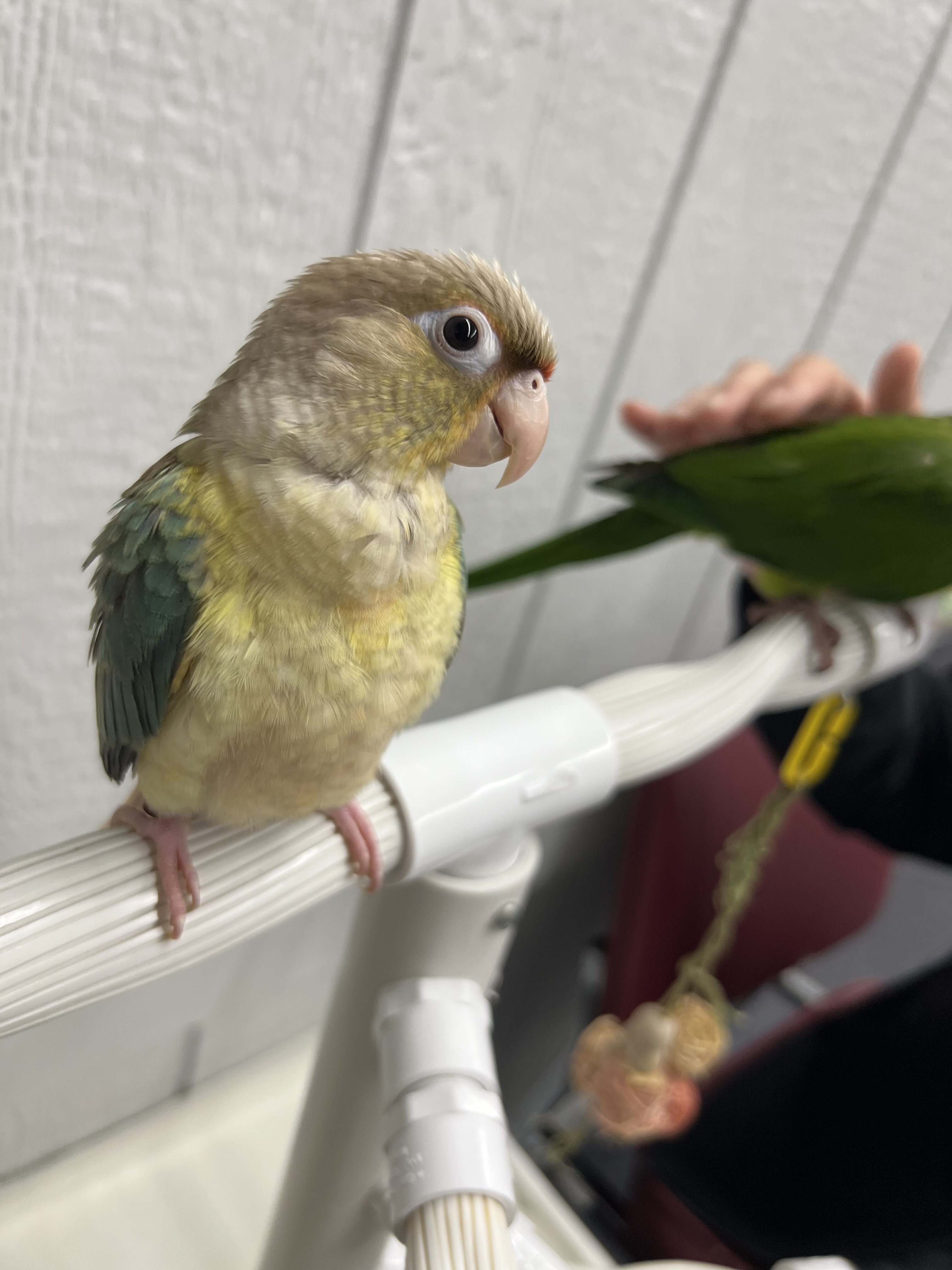 Green Conure image 4