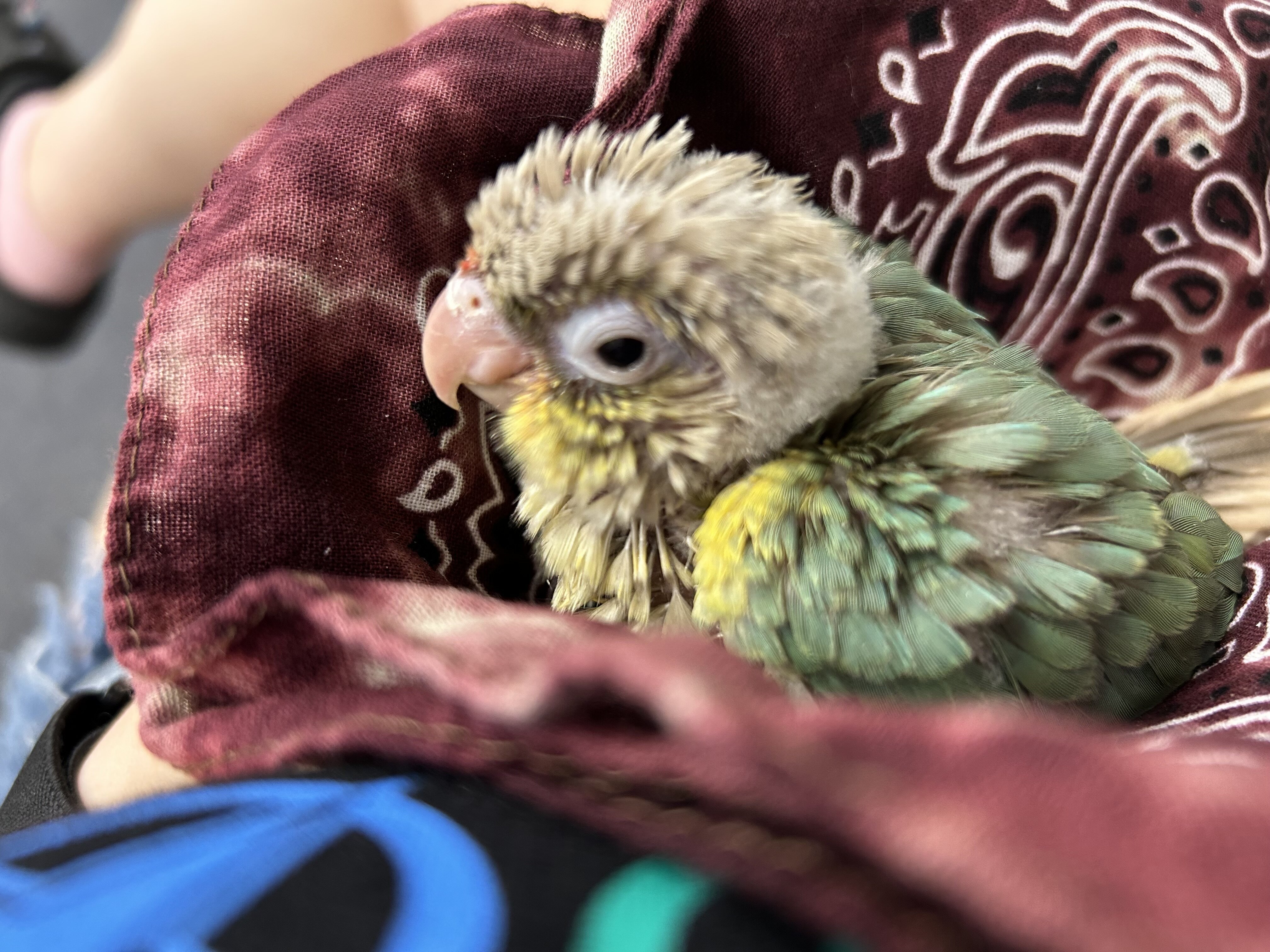 Green Conure image 3