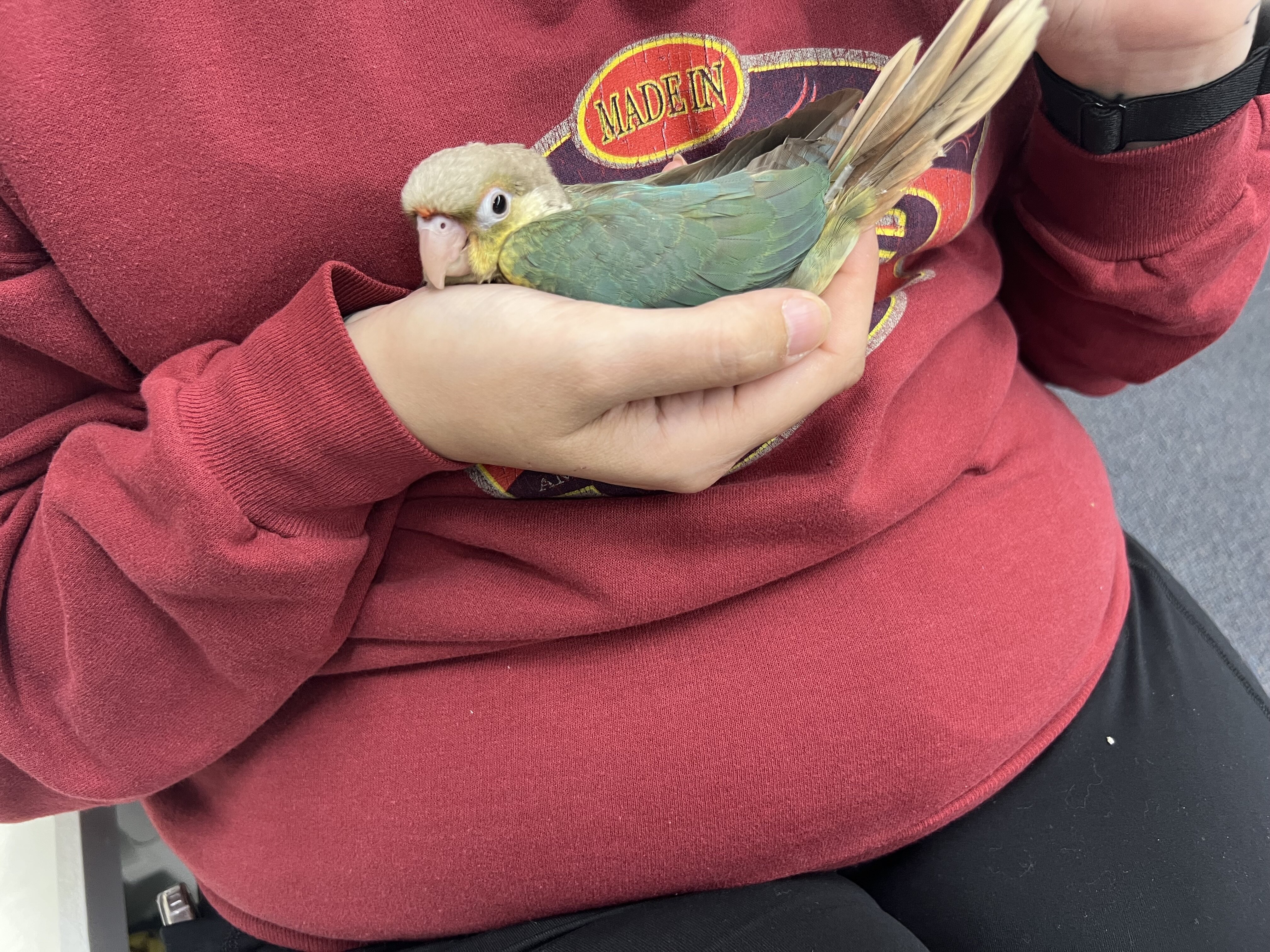 Green Conure image 2