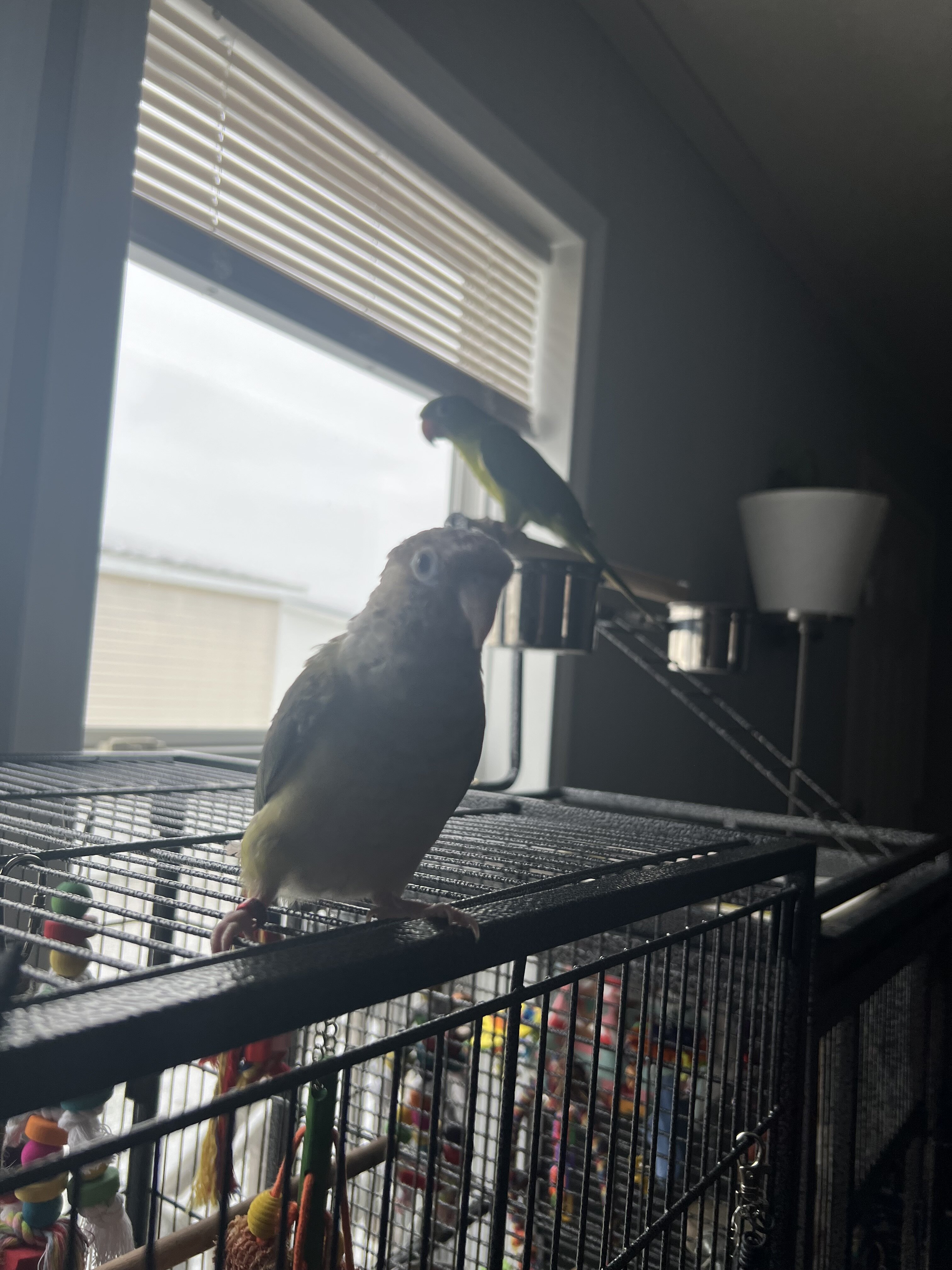 Green Conure image 1