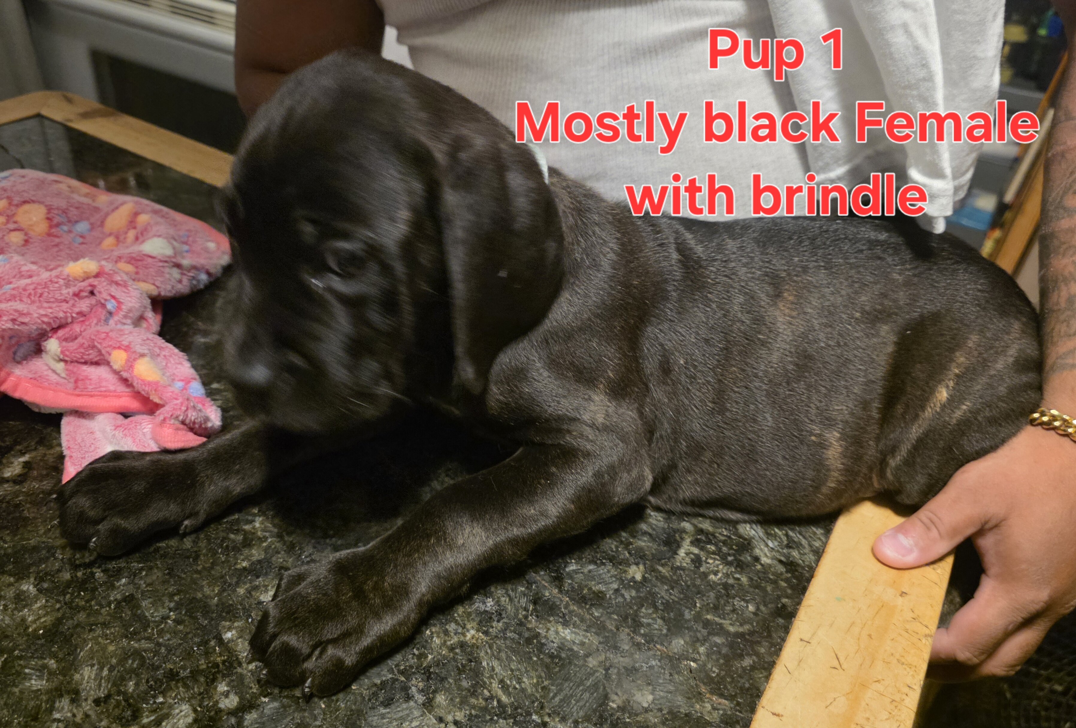 Cane corso pups image 1