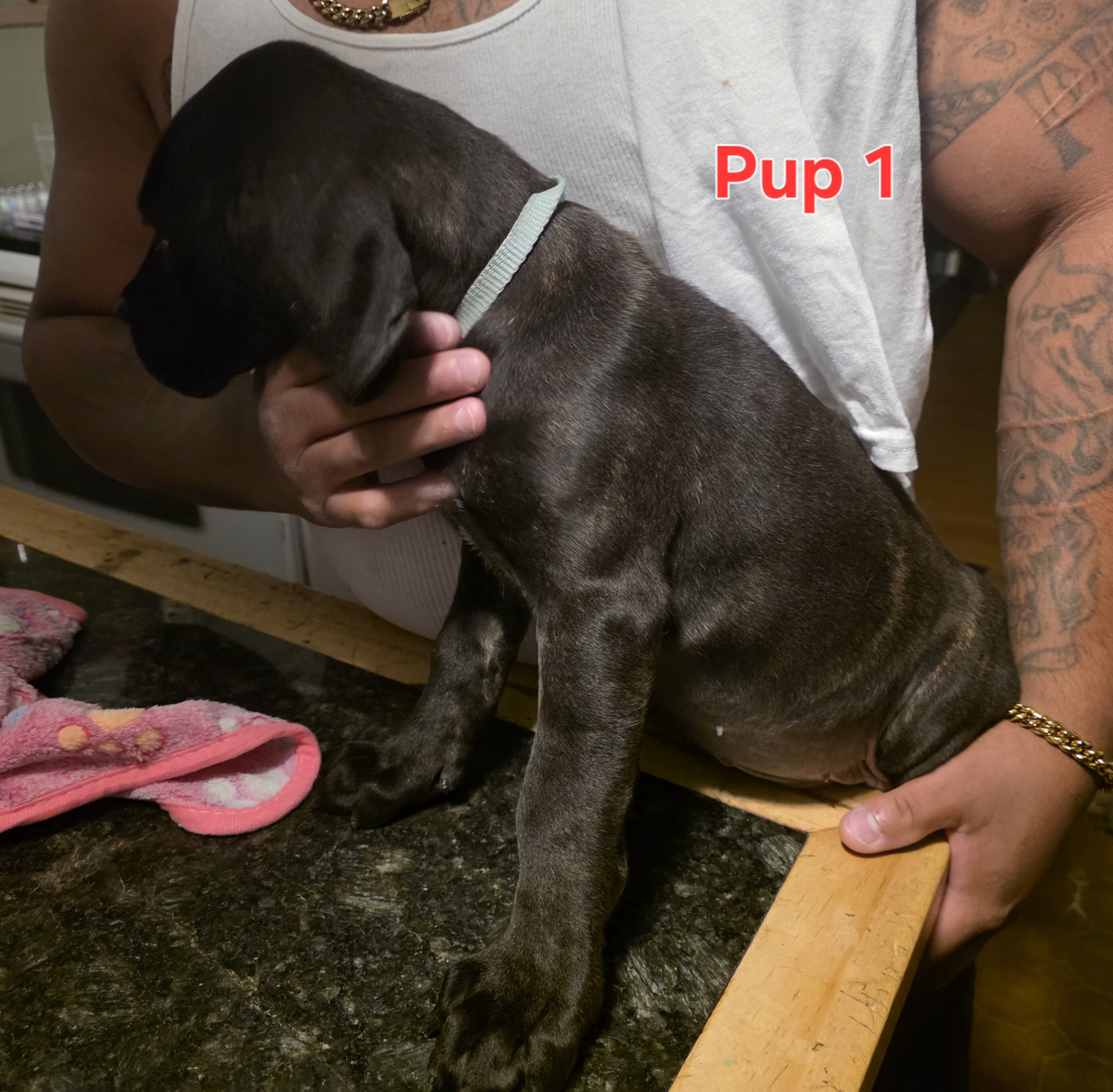Cane corso pups image 2