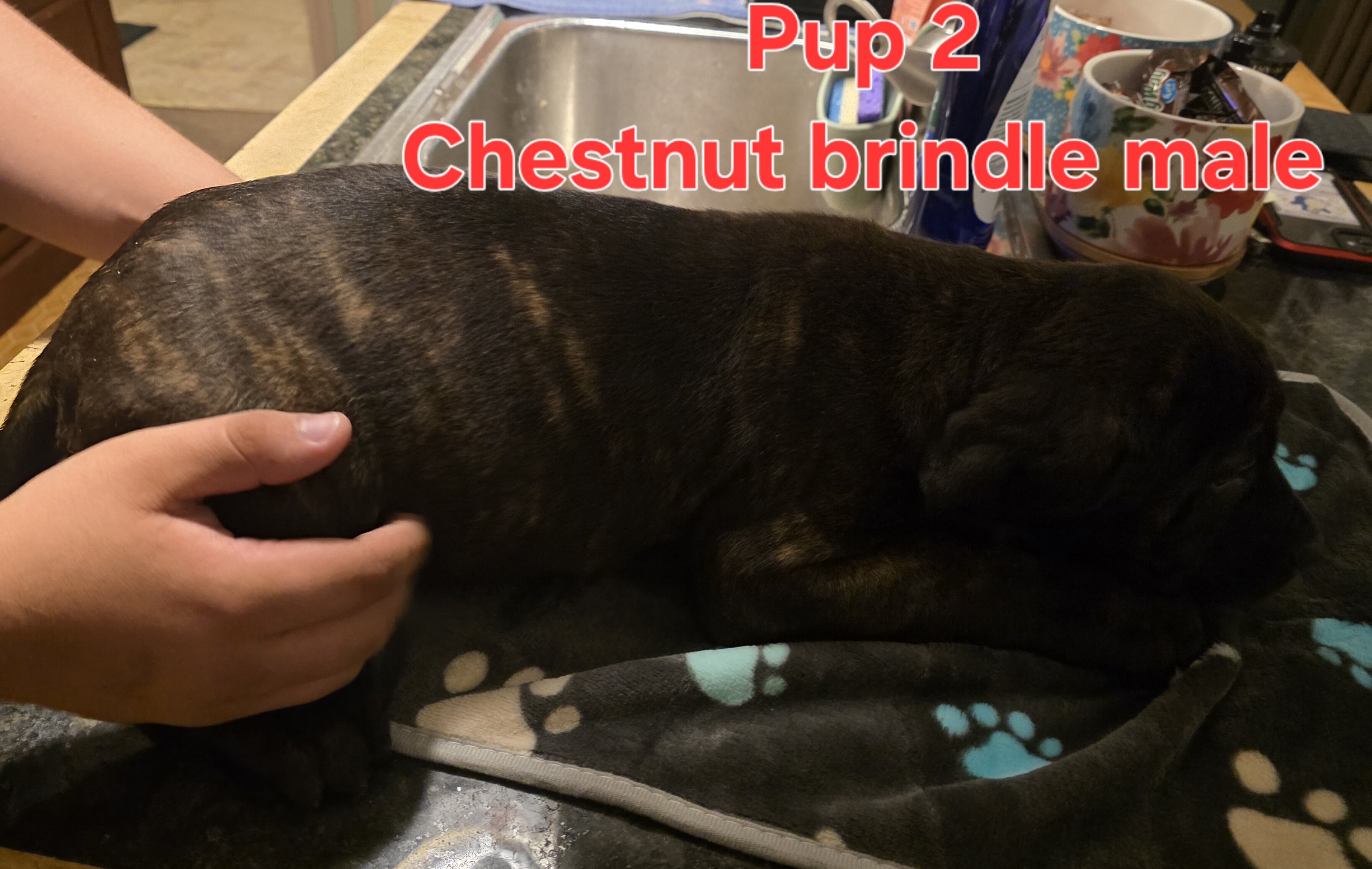 Cane corso pups image 3
