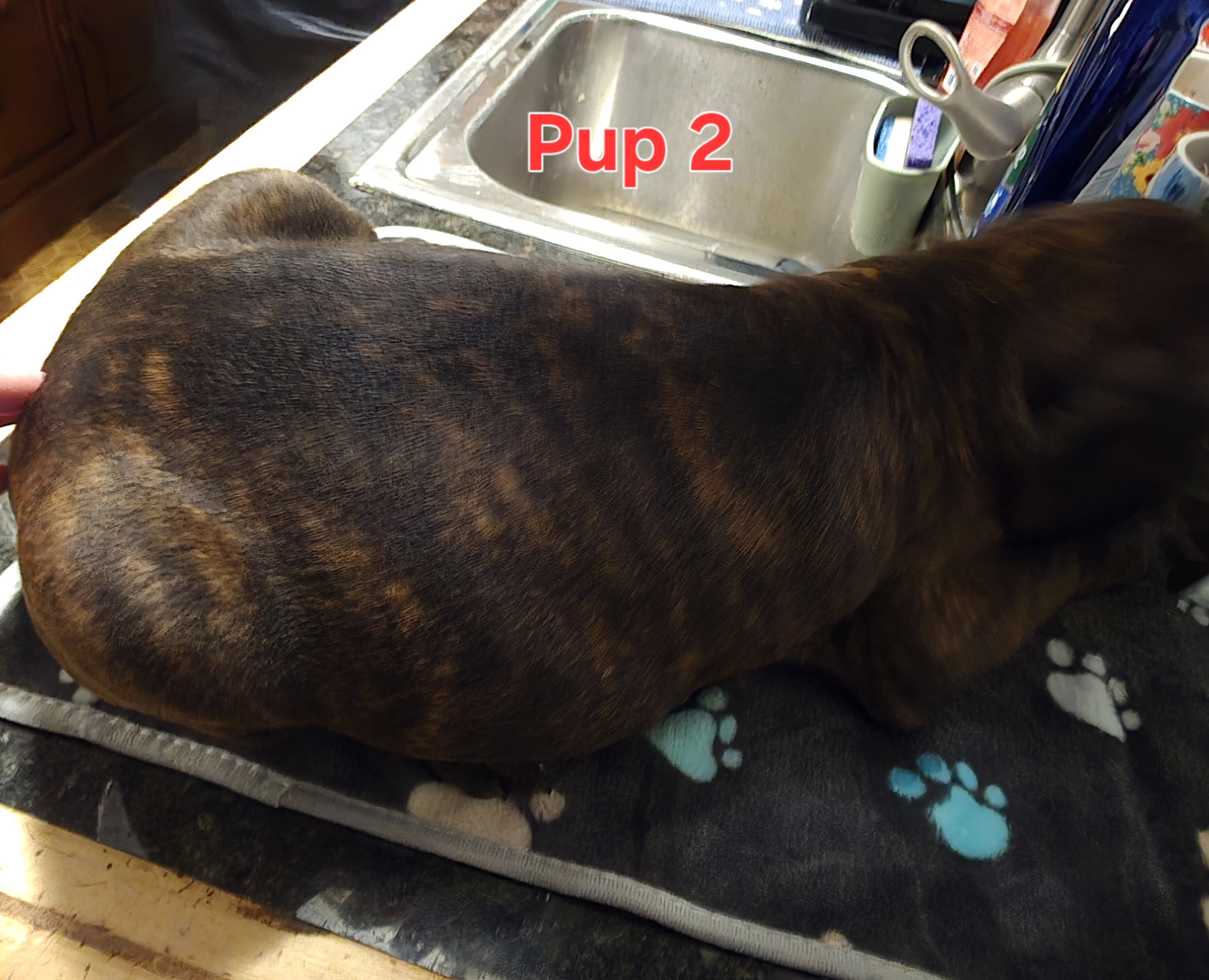 Cane corso pups image 4