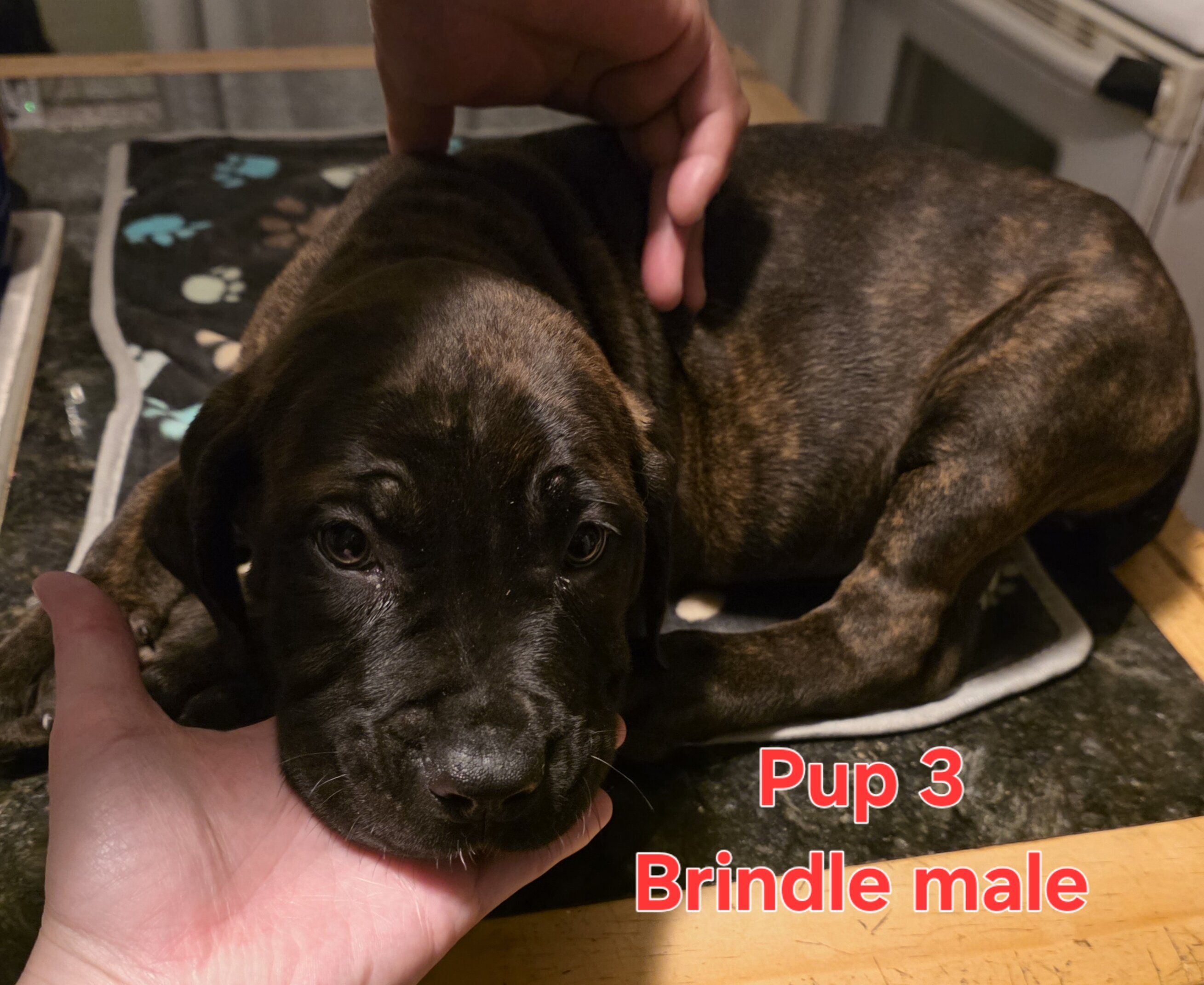 Cane corso pups image 5