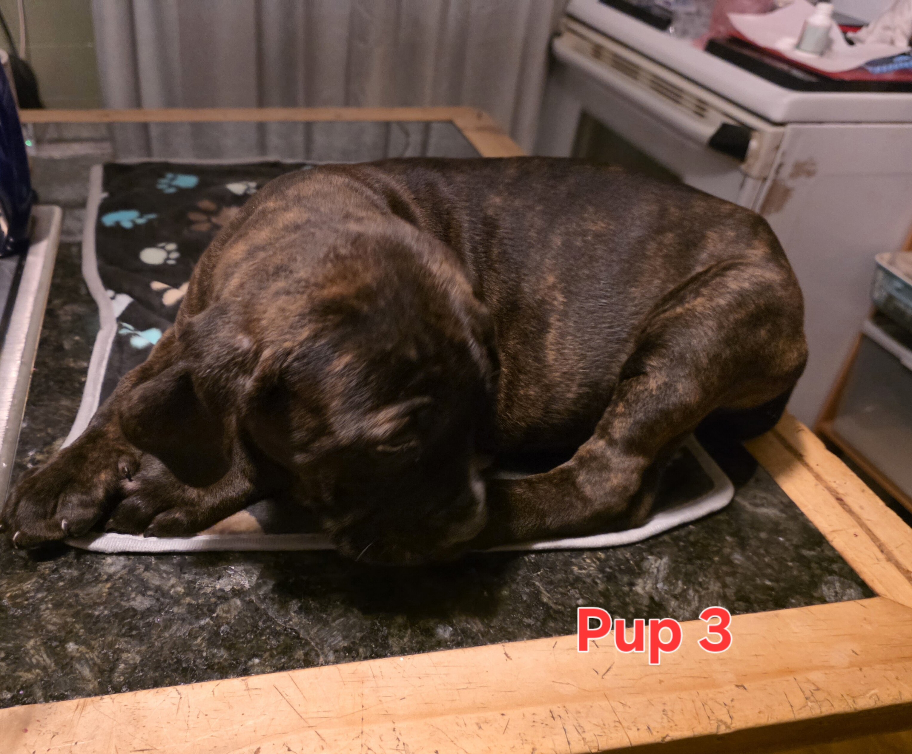 Cane corso pups image 6