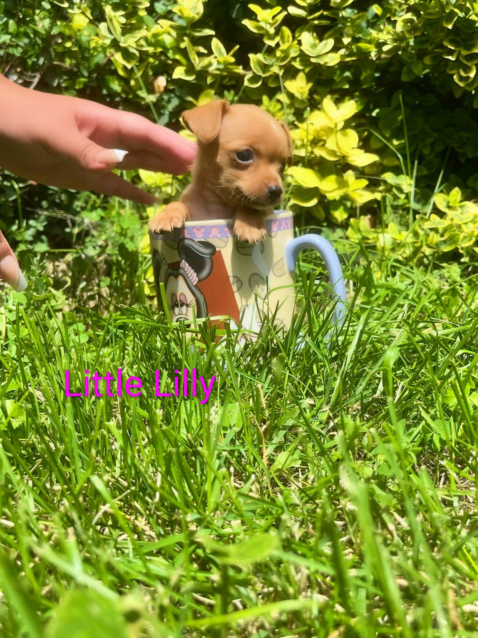 Tea Cup Chihuahuas image 2