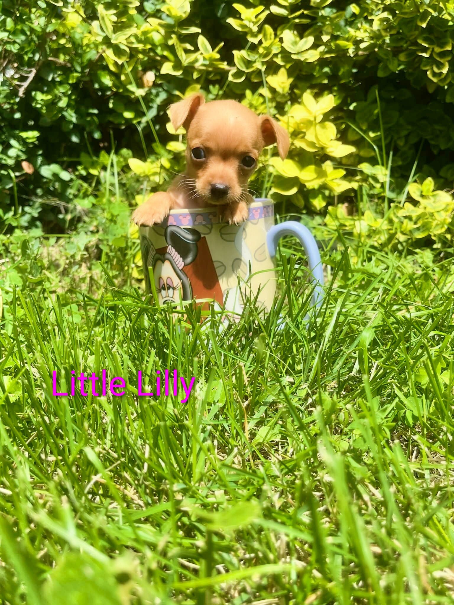 Tea Cup Chihuahuas image 4
