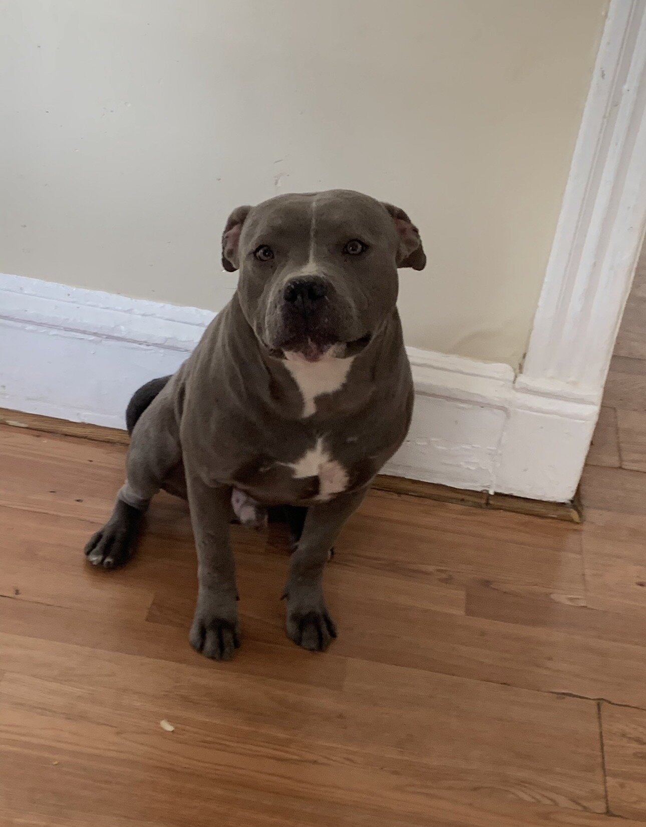 🐾 XL American Bully for Sale 🐾 image 1