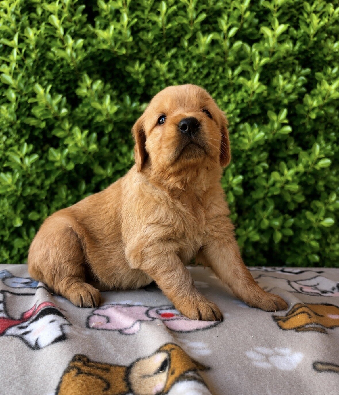Golden Retriever Puppies image 1