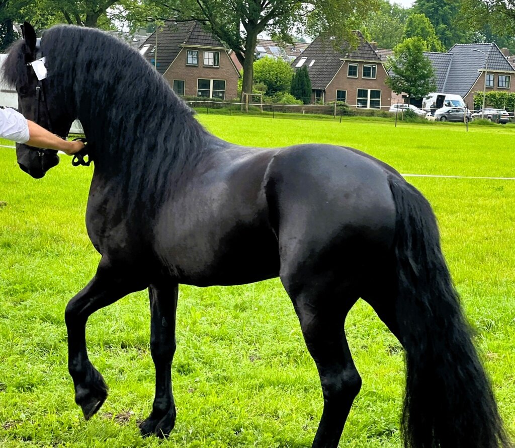 16.2 Magnificent Black Friesian Gelding image 1