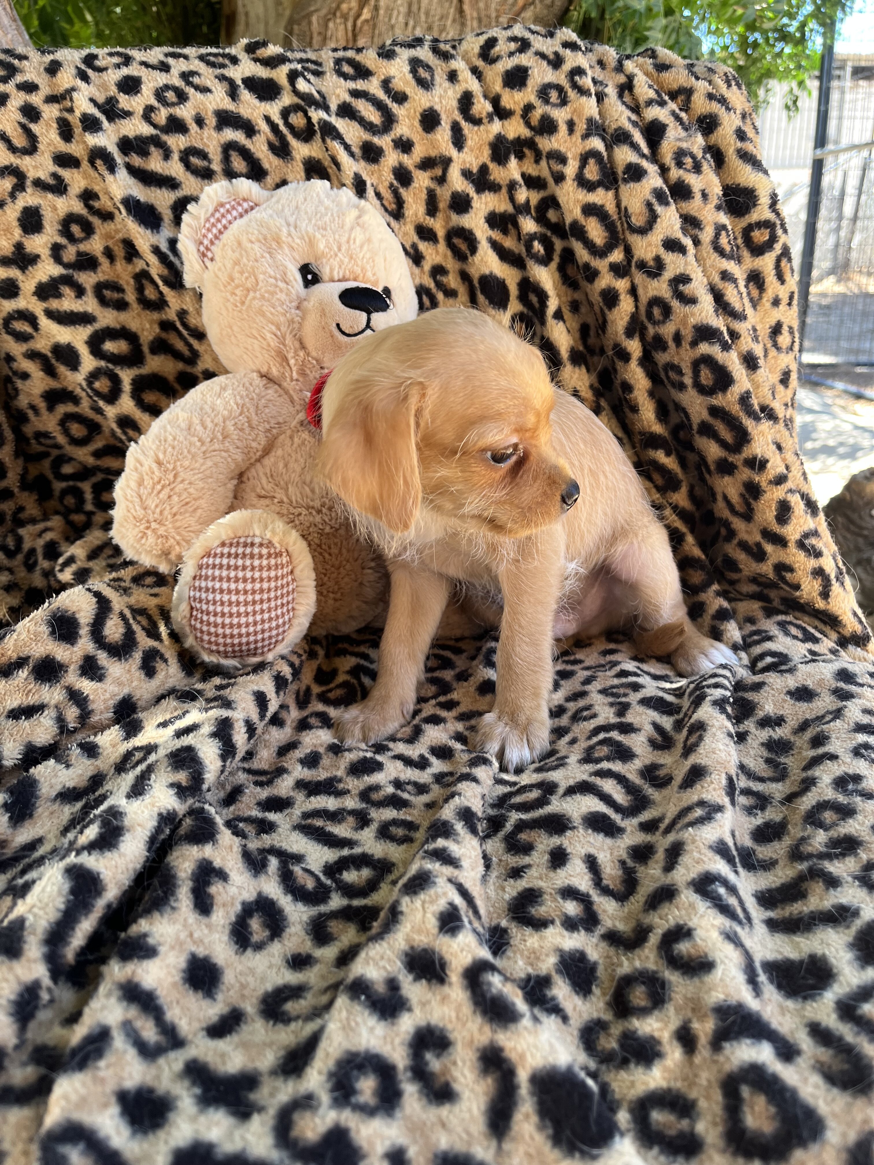 Doxie yorkie designer puppies image 8