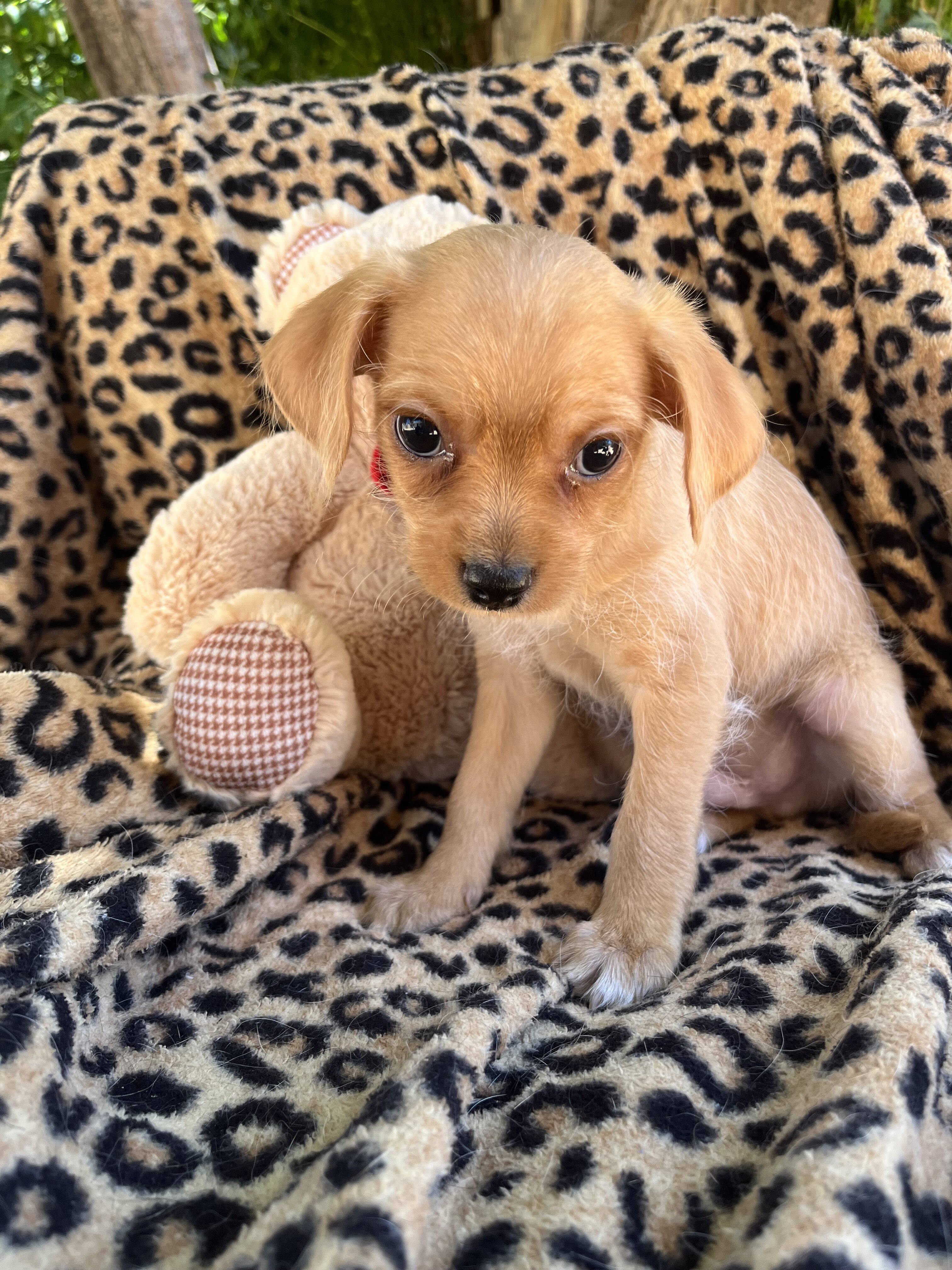 Doxie yorkie designer puppies image 7