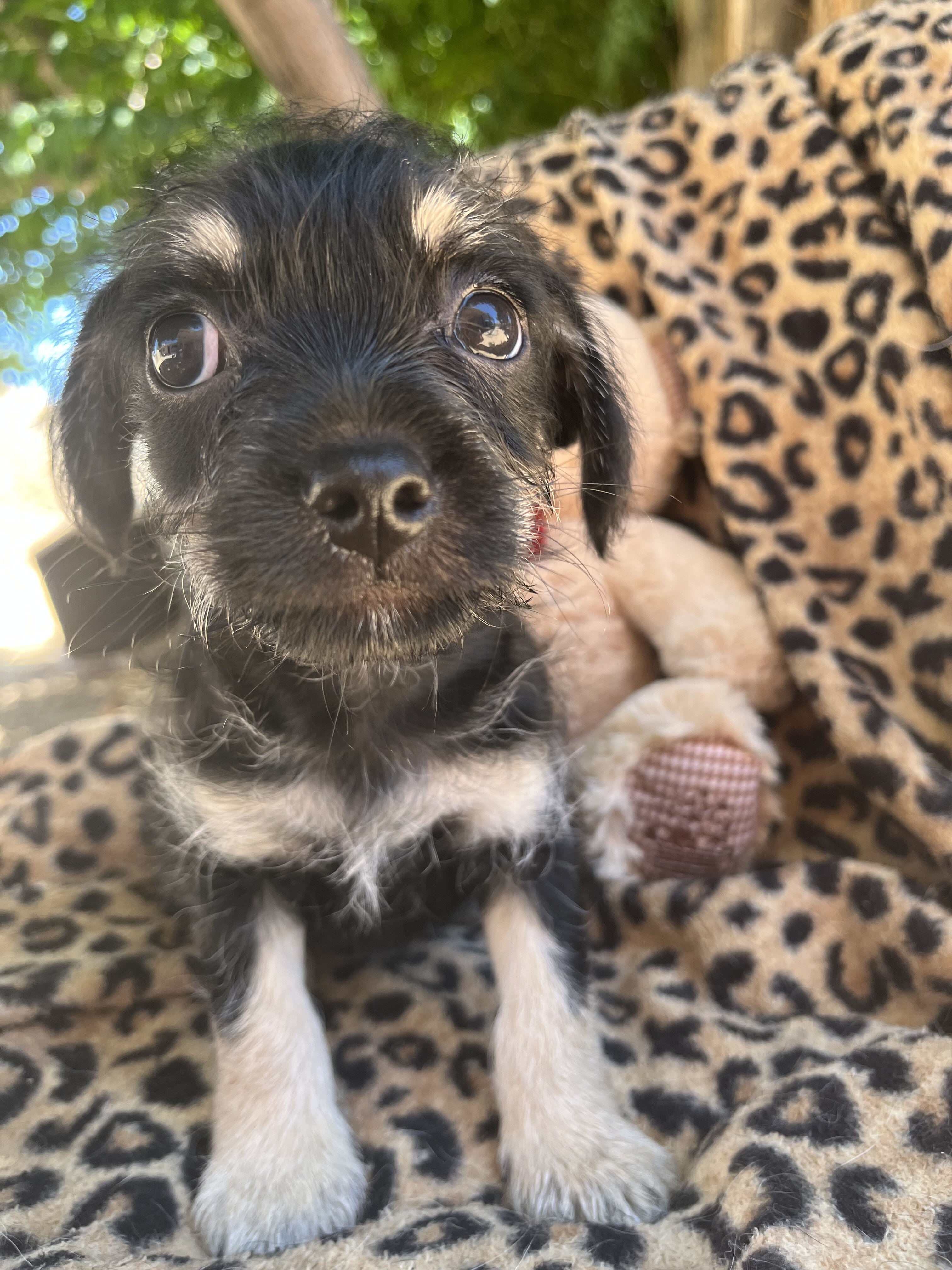Doxie yorkie designer puppies image 5