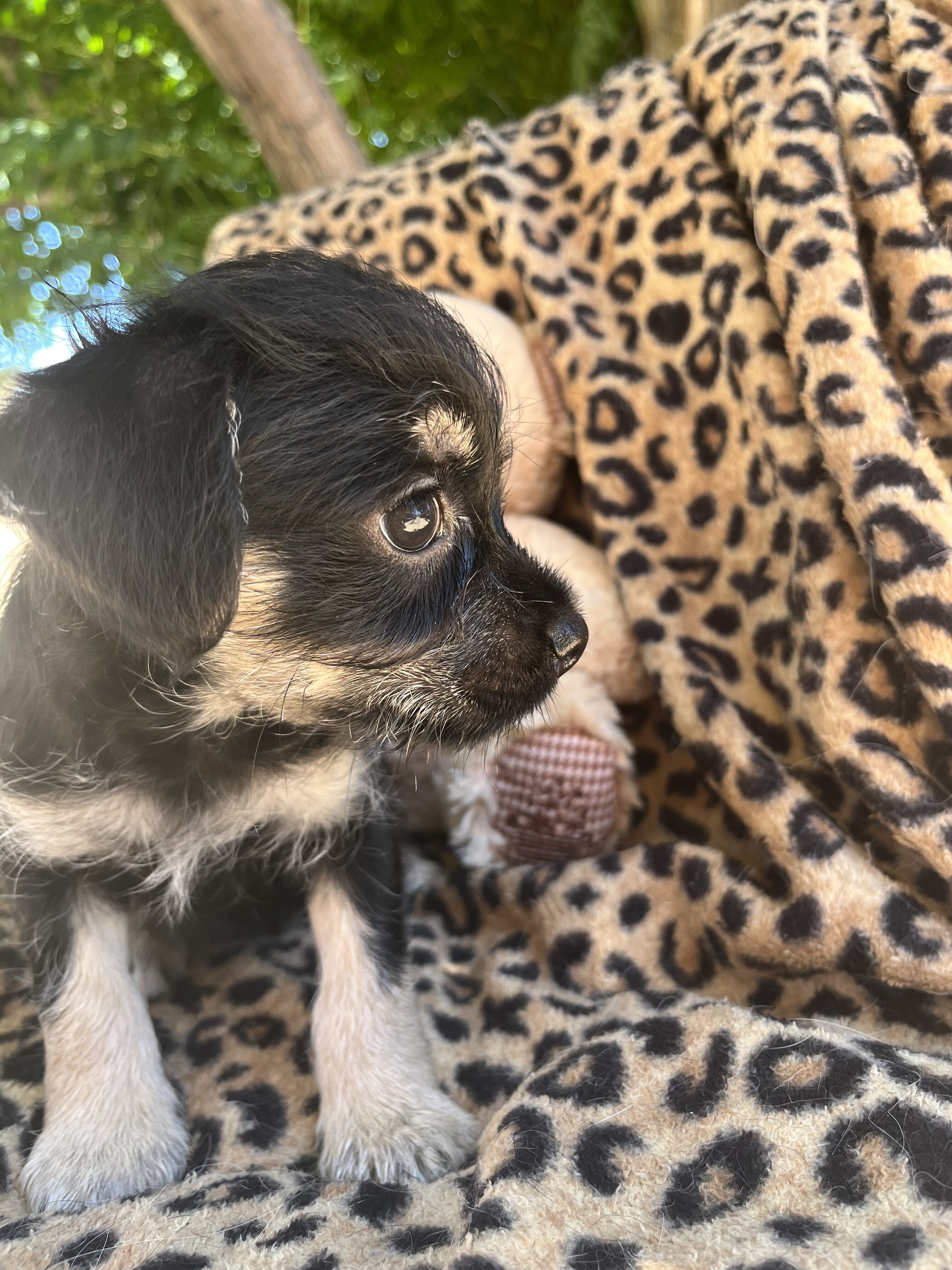 Doxie yorkie designer puppies image 6