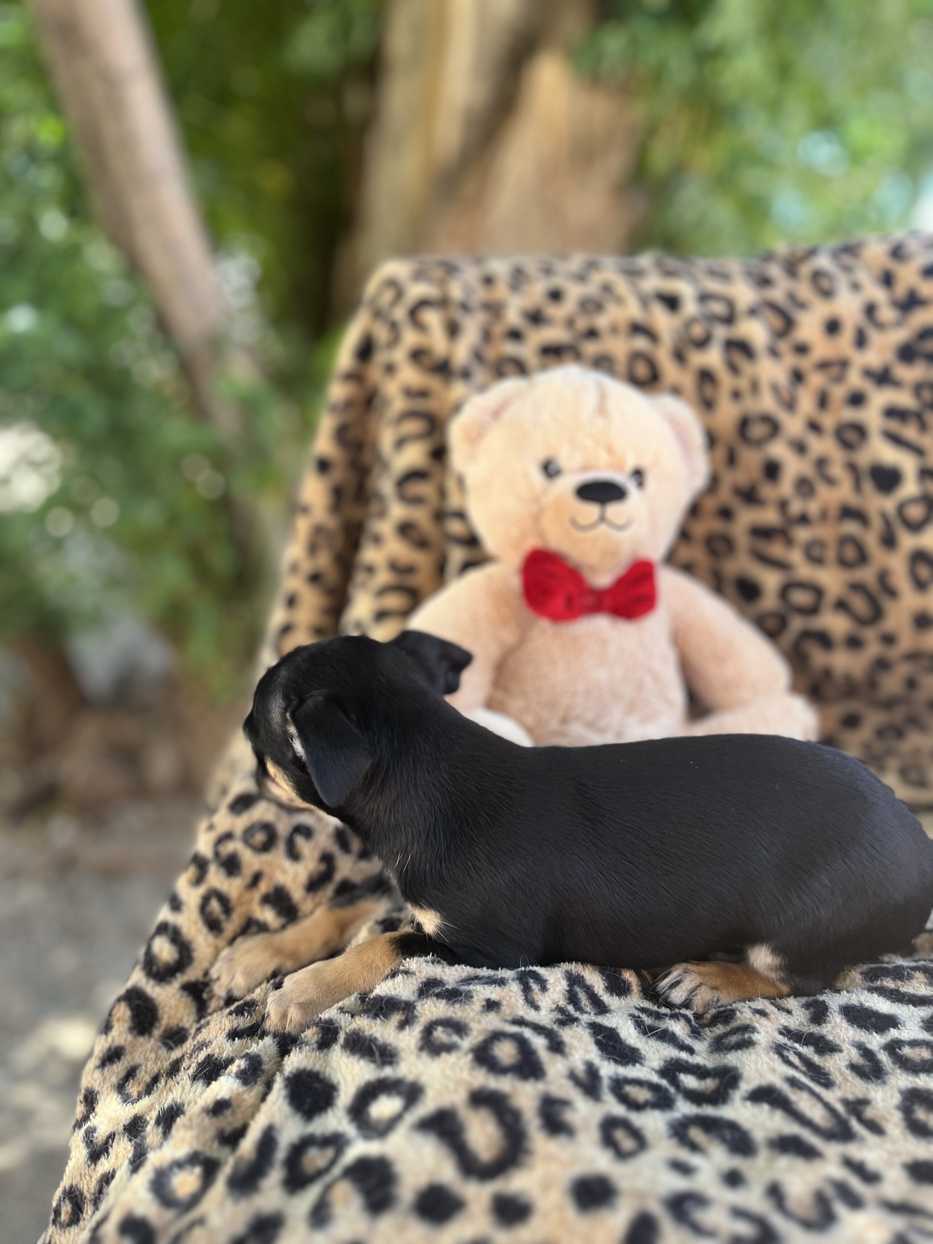 Doxie yorkie designer puppies image 2