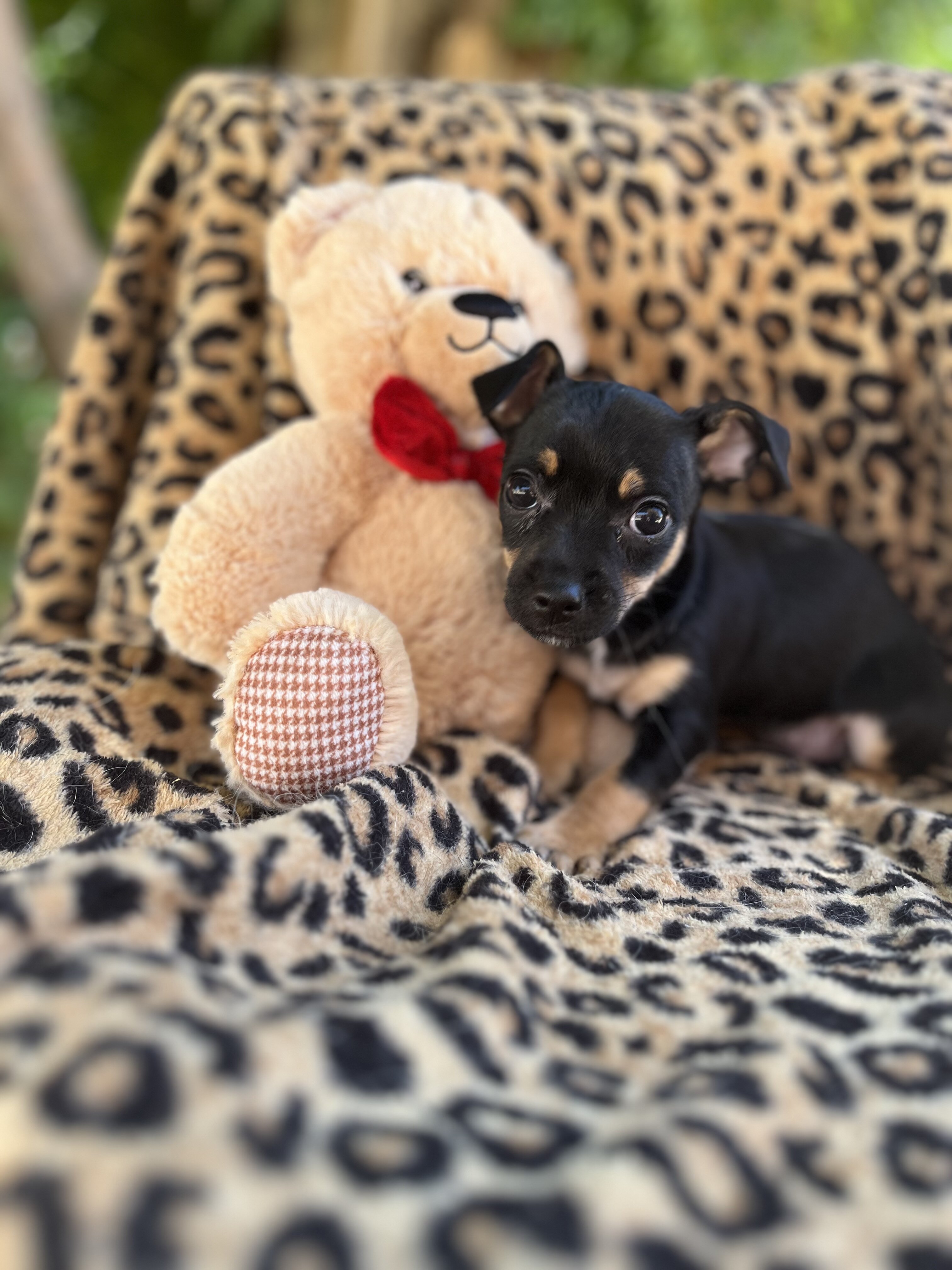 Doxie yorkie designer puppies image 1