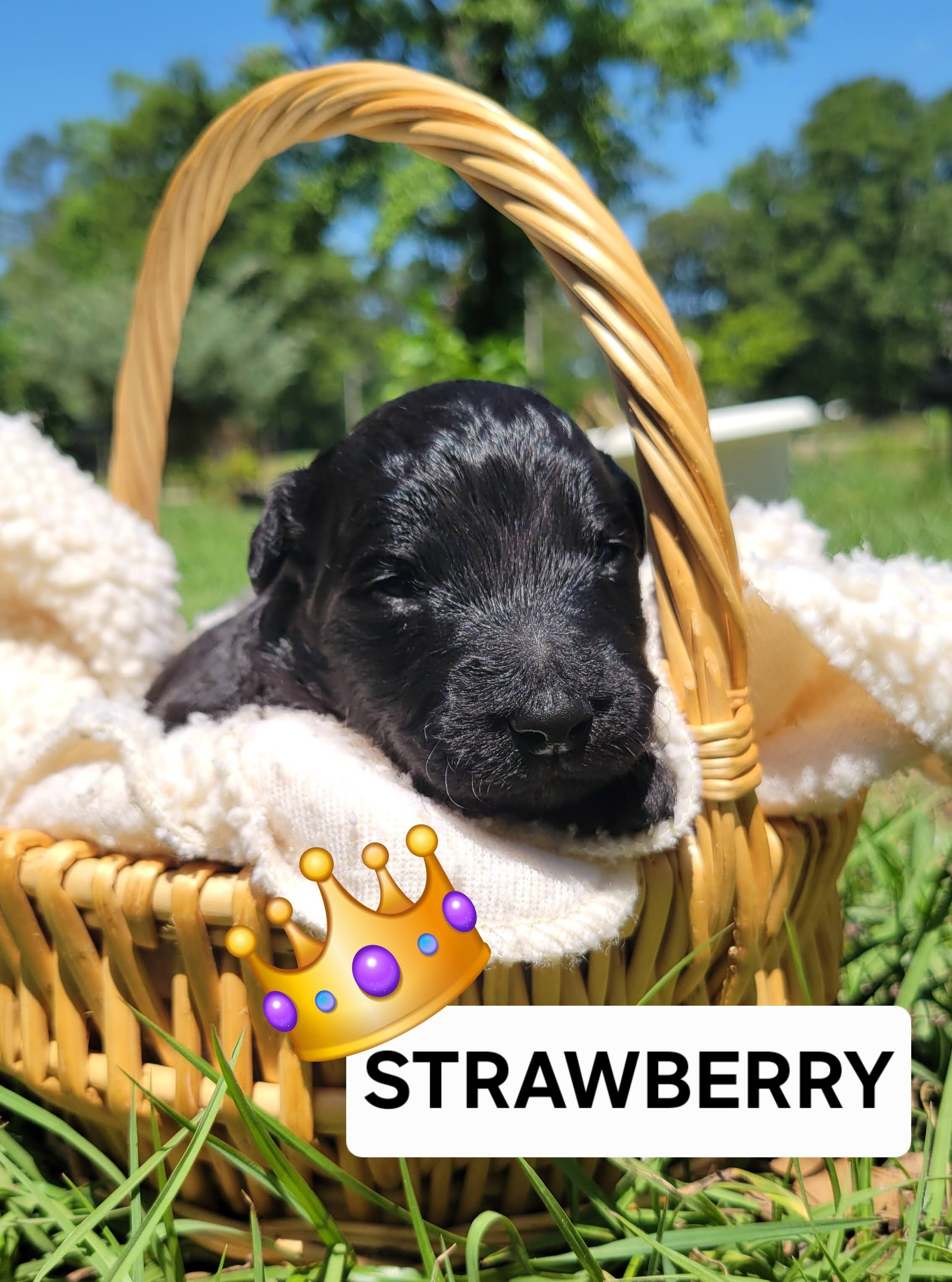 Strawberry image 5
